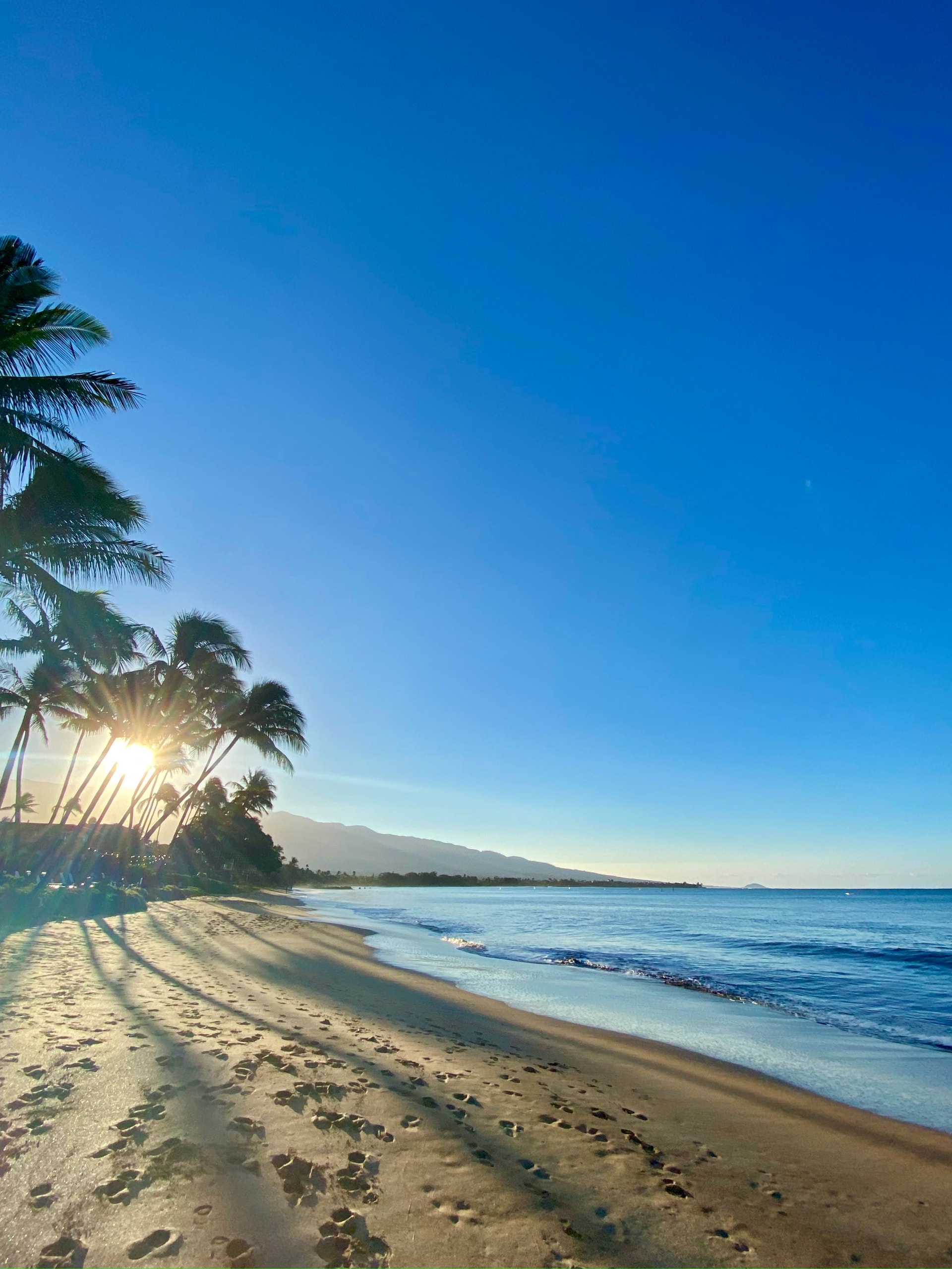 Palm trees on the beach