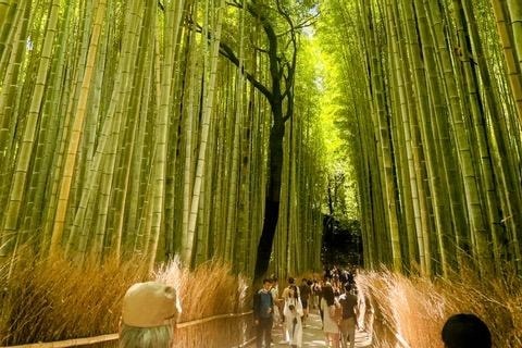 Arashiyama Bamboo Grove is the famous bamboo forest in Japan.