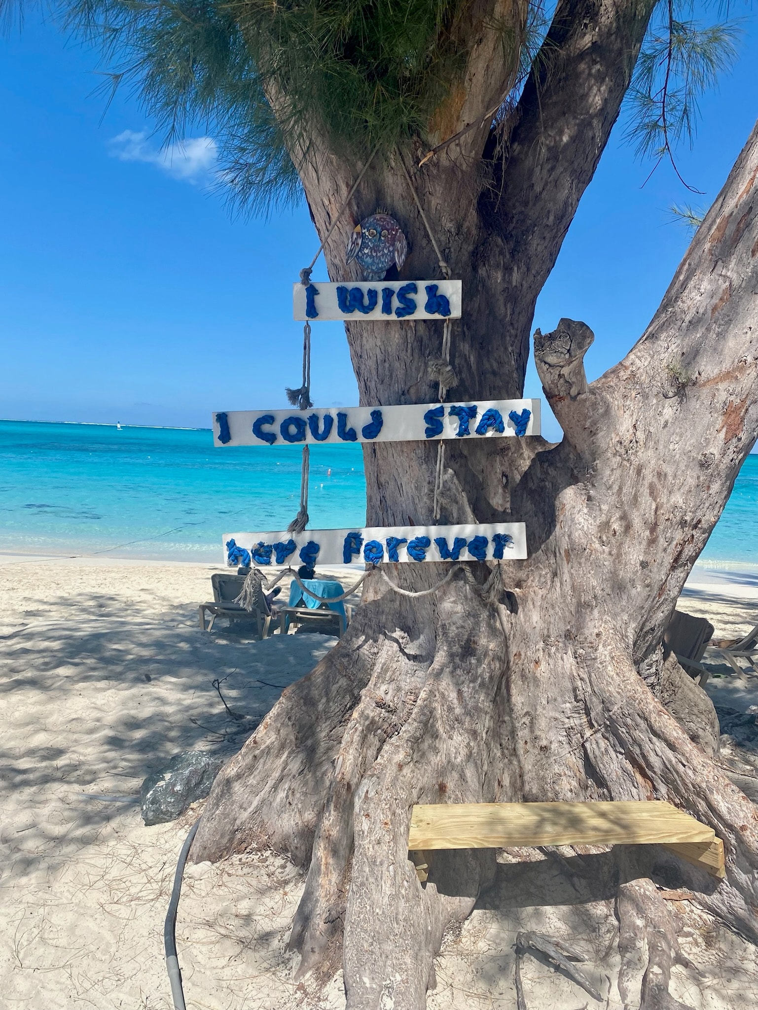 View of wish tree beside beach