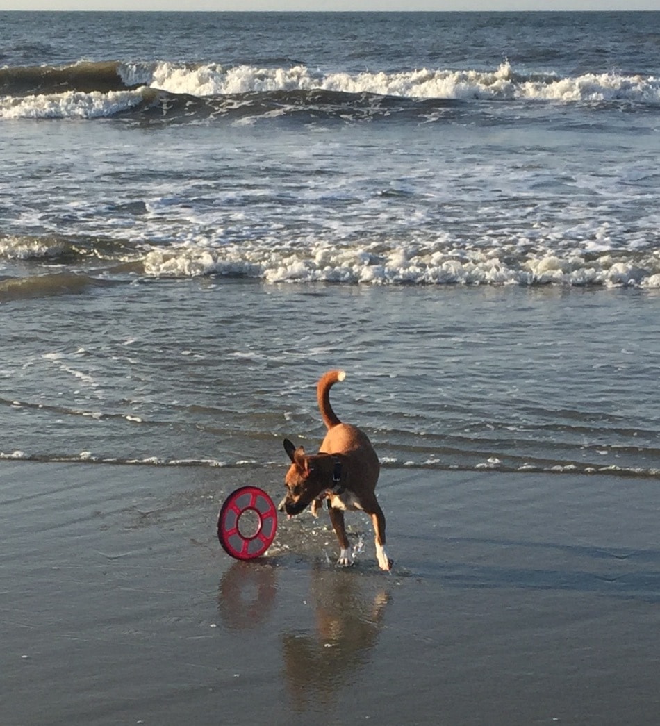 dog on the beach