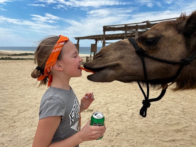 camel on the beach