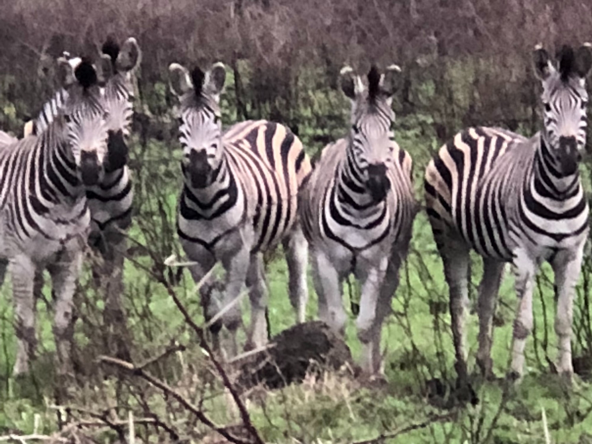 Four zebras in a safari during day time. 