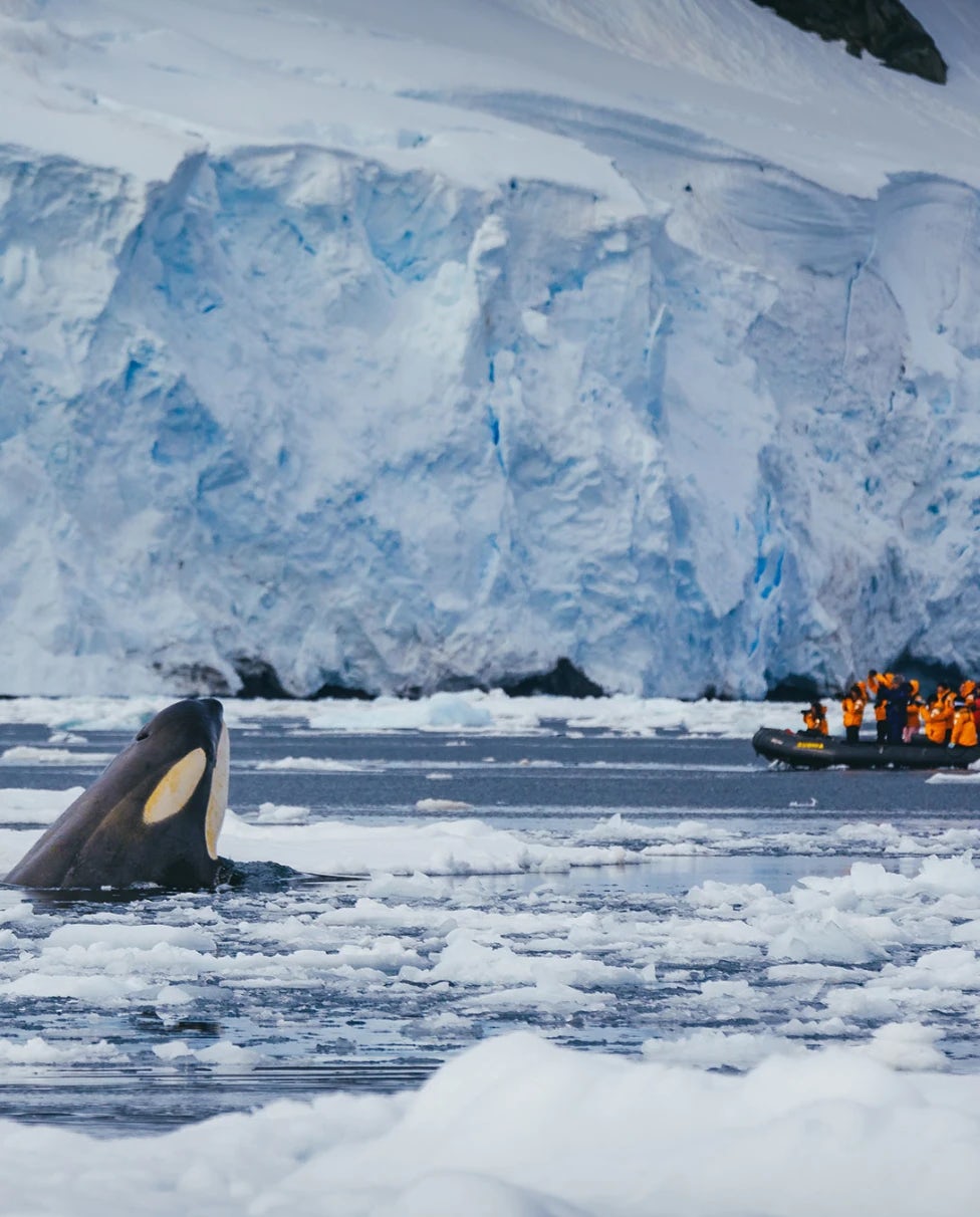 Ultimate Guide to Antarctic Cruises: Discover Adventure and Wildlife