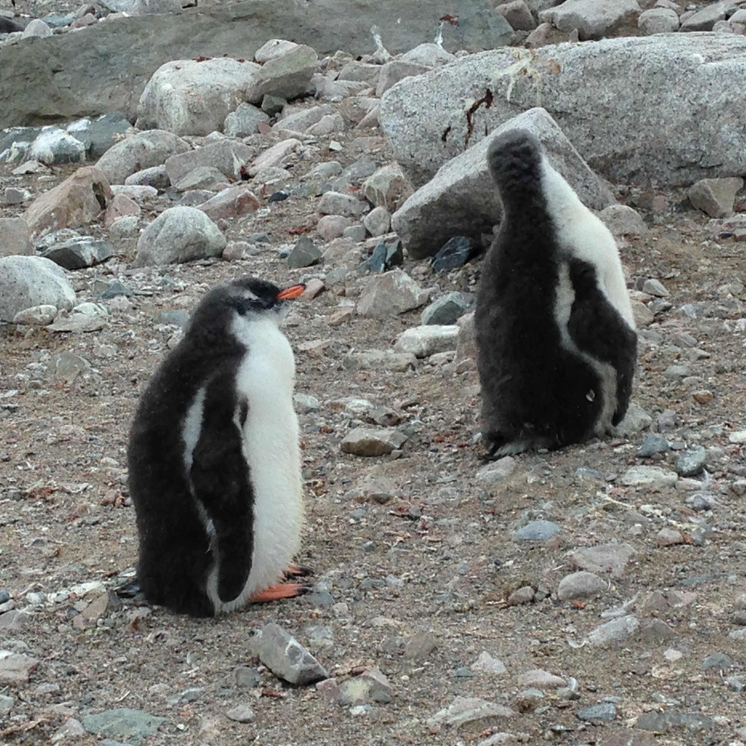 Two penguins