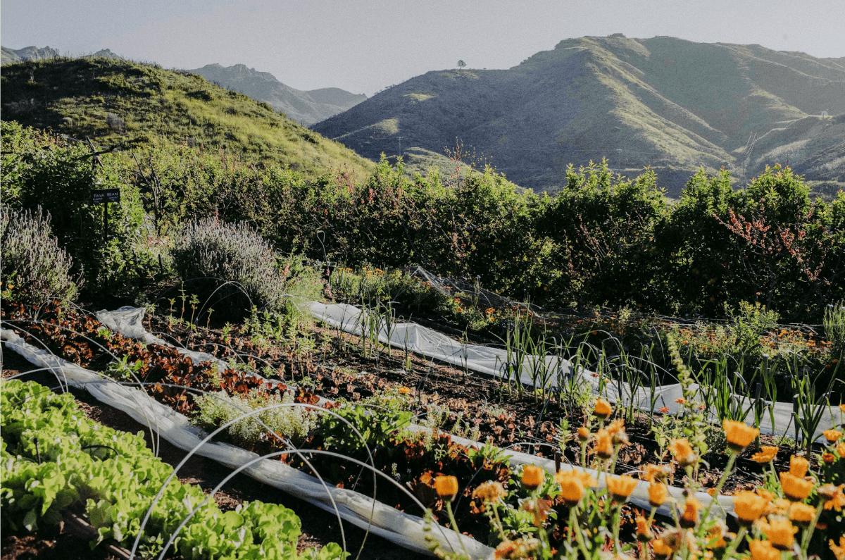 a lush hillside on a sunny day