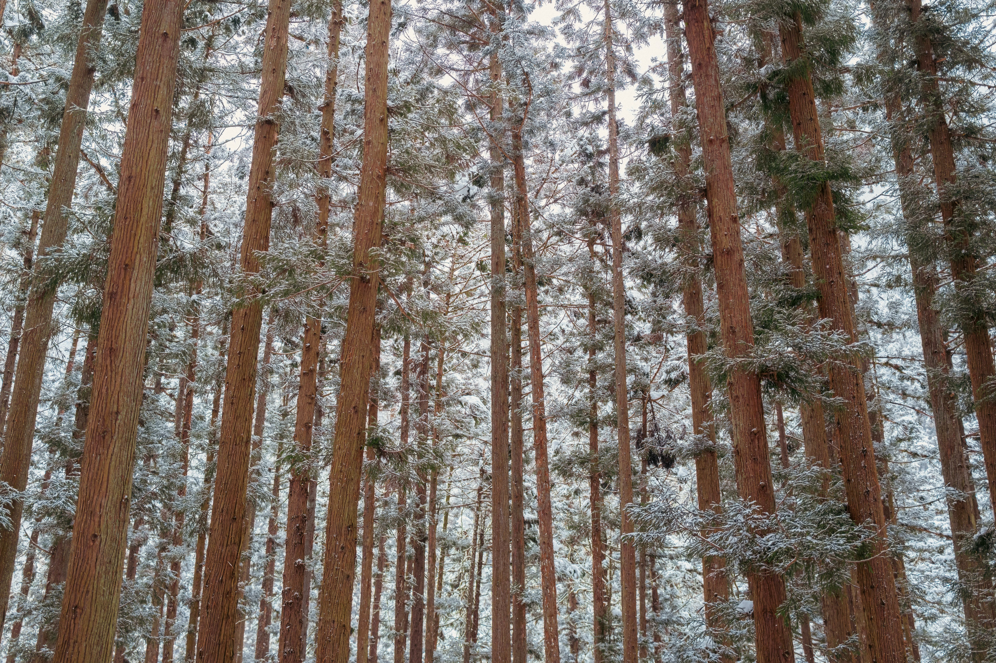 a forest of snow-covered skinny trees