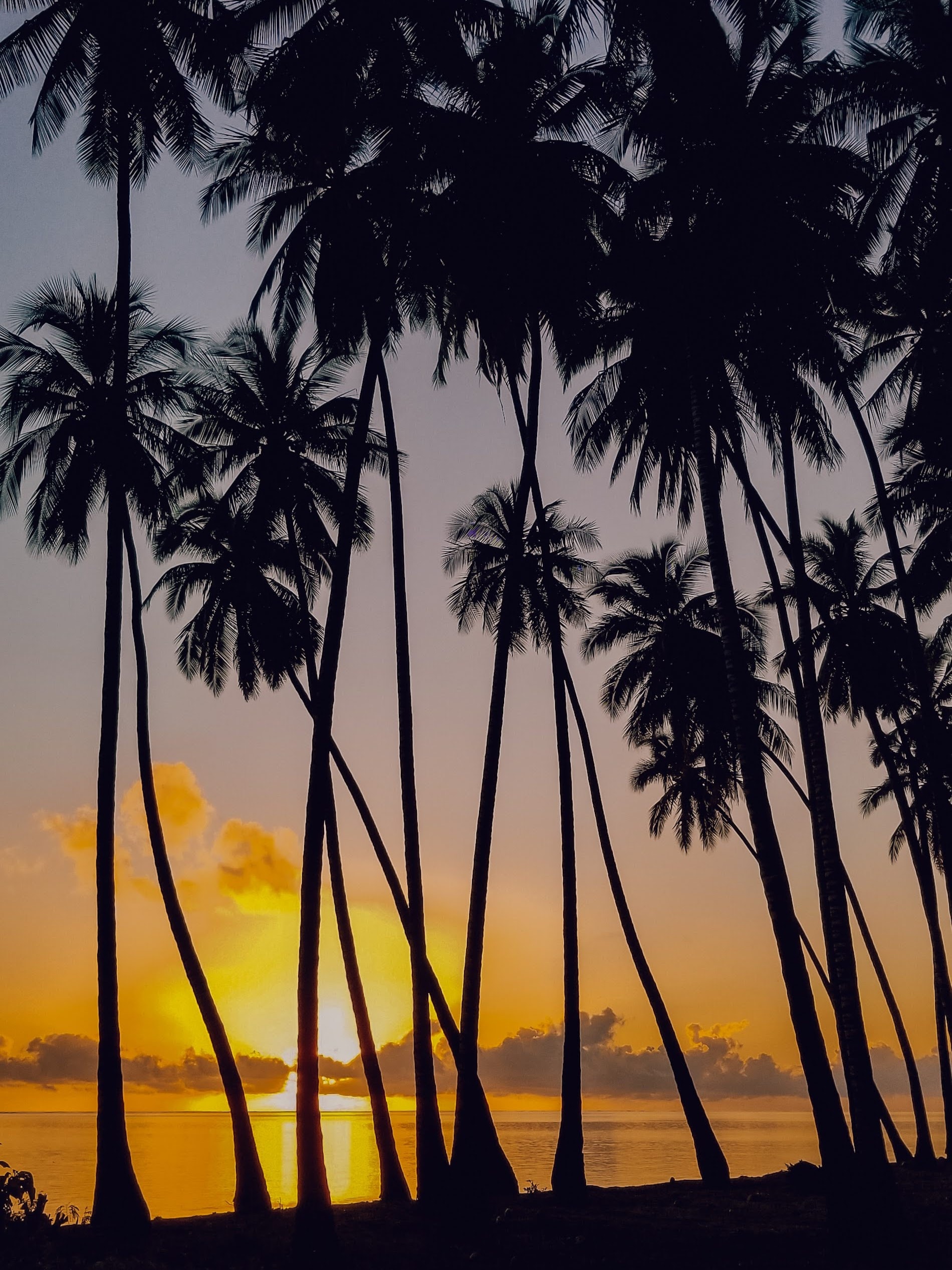 A golden sunset at the beach with the ocean in the distance and a row of palm trees.