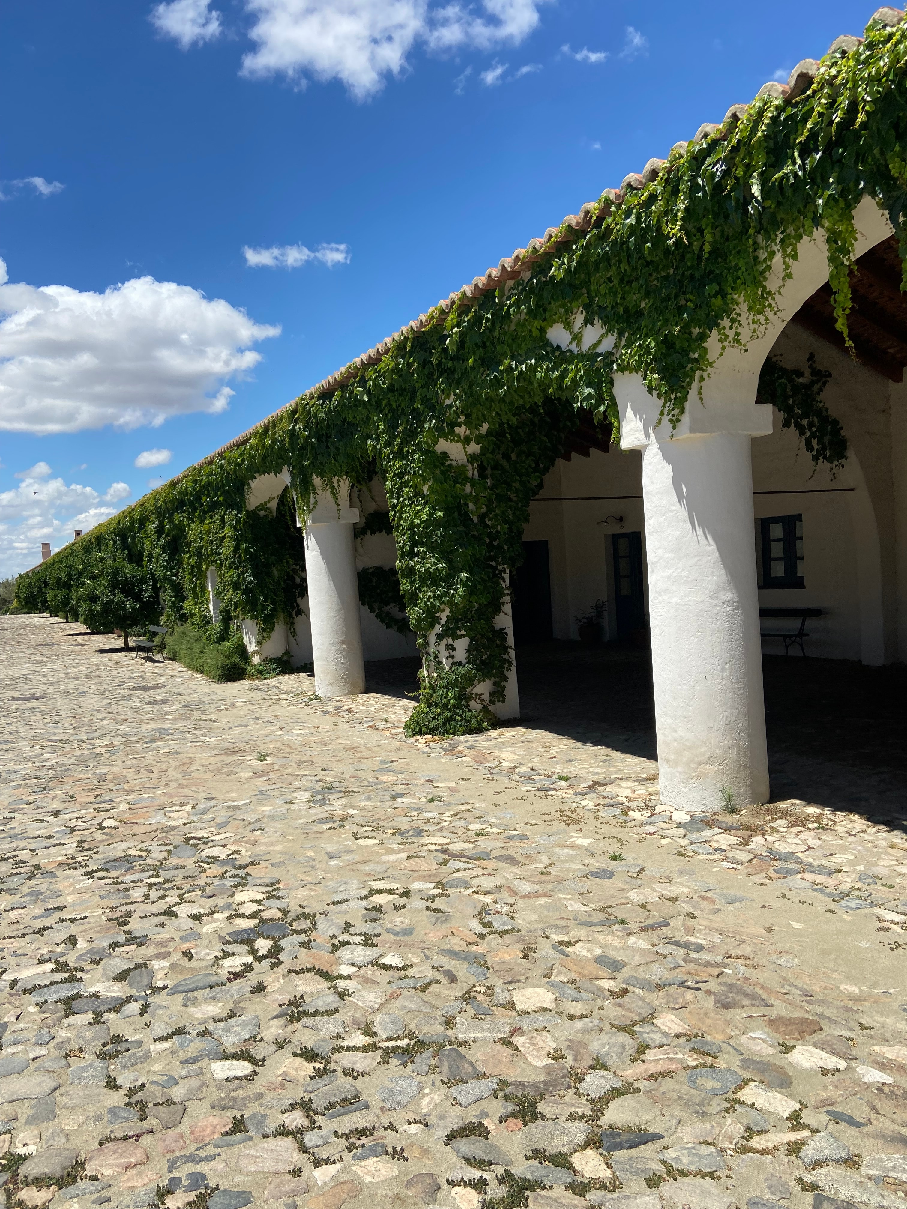 A gravel and dirt walkway with white arches and foliage.