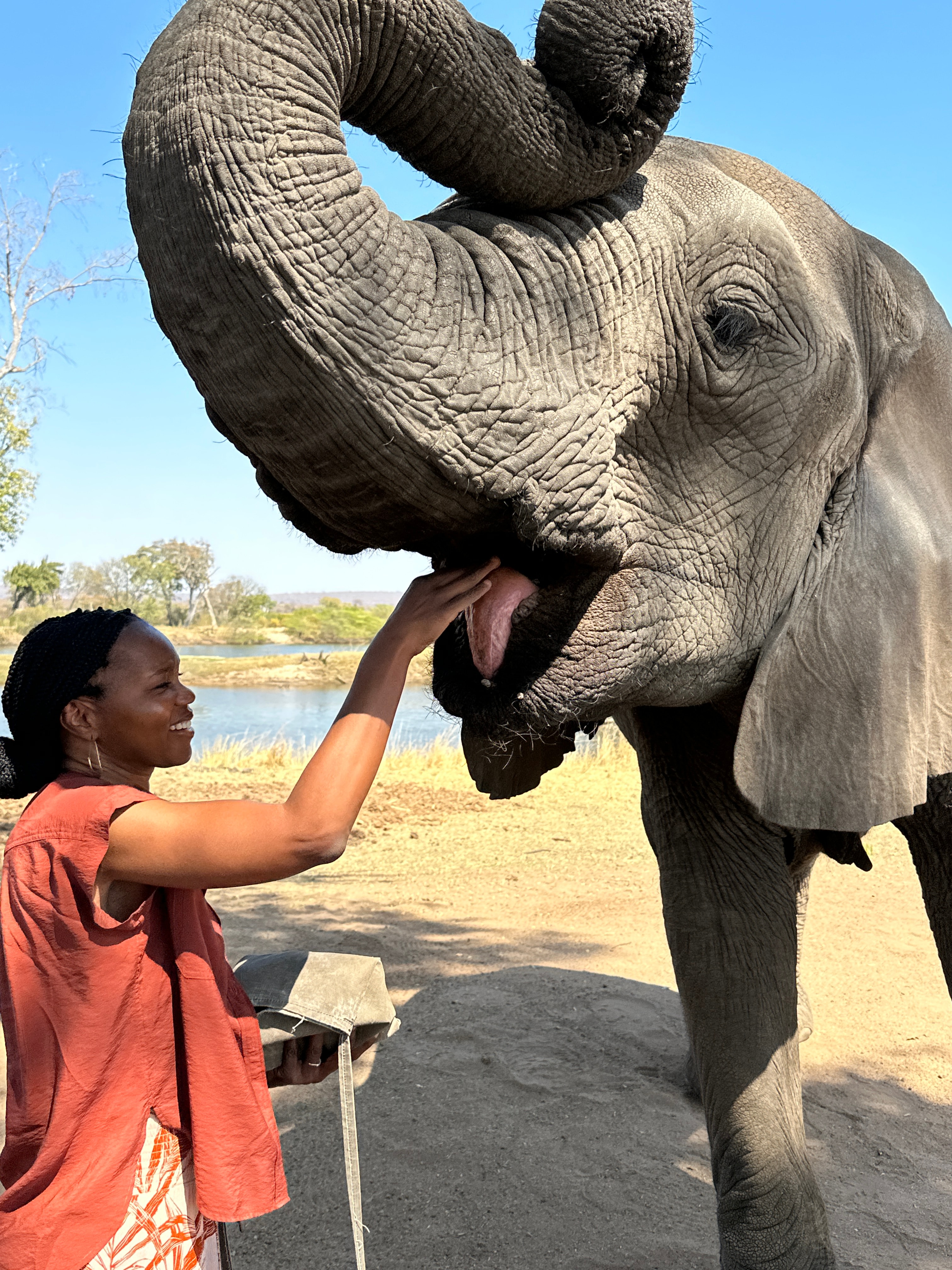 Advisor feeling an elephant in an elephant sanctuary on a sunny day.