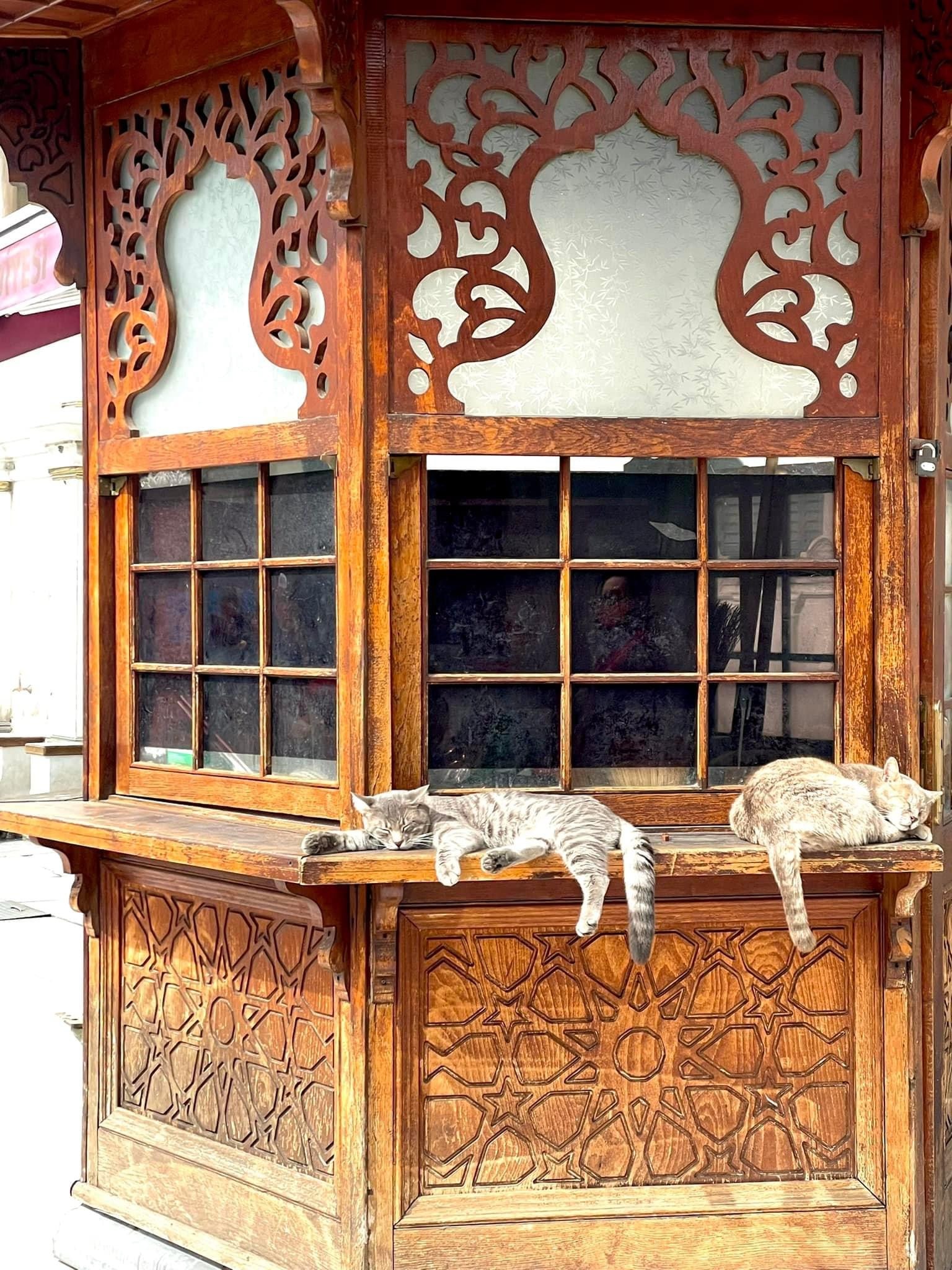 Photo of two grey and white cats sleeping on the shelf of an outdoor booth