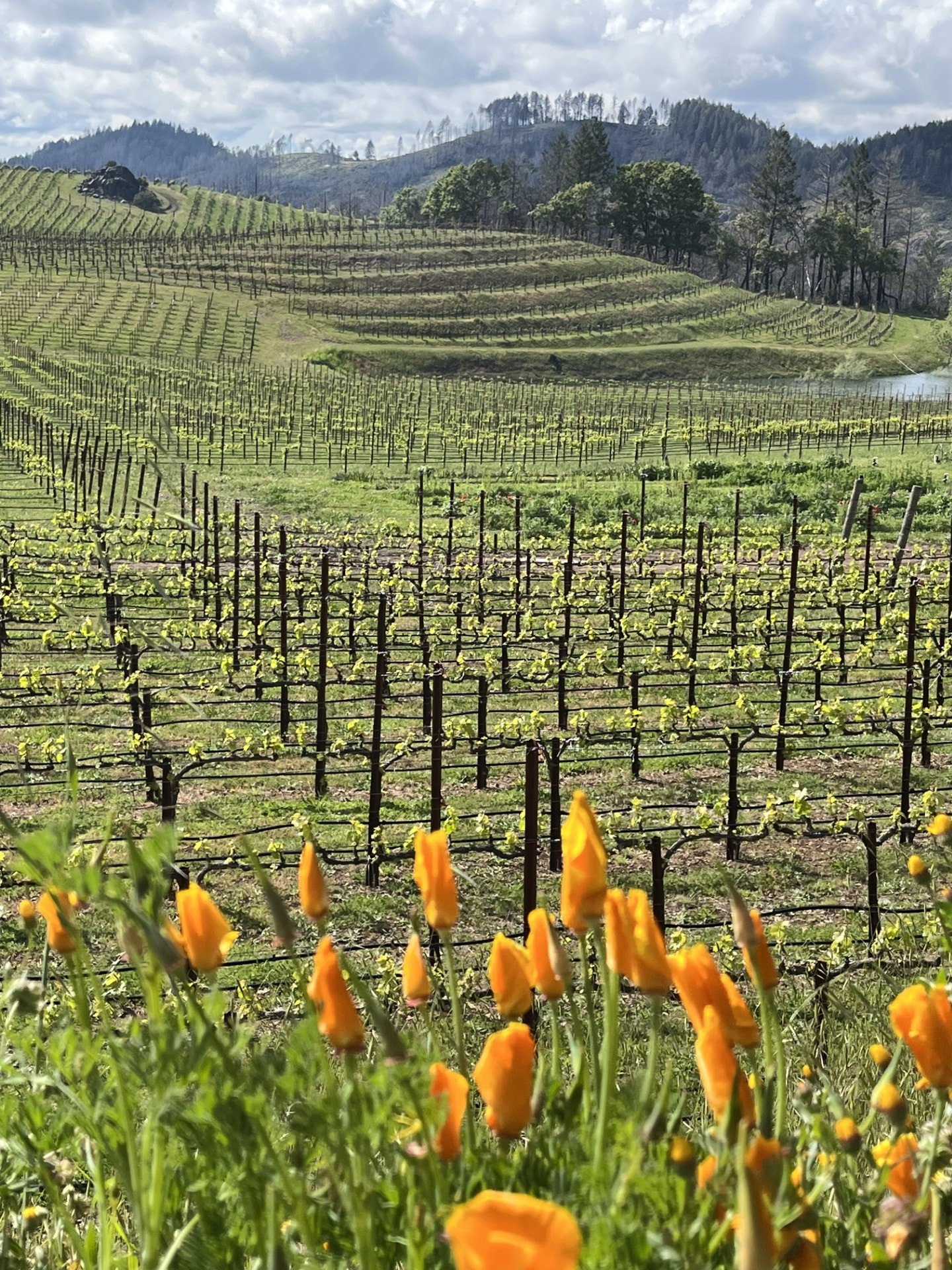 A vineyard in Napa with orange poppies in the foreground and hills in the background.