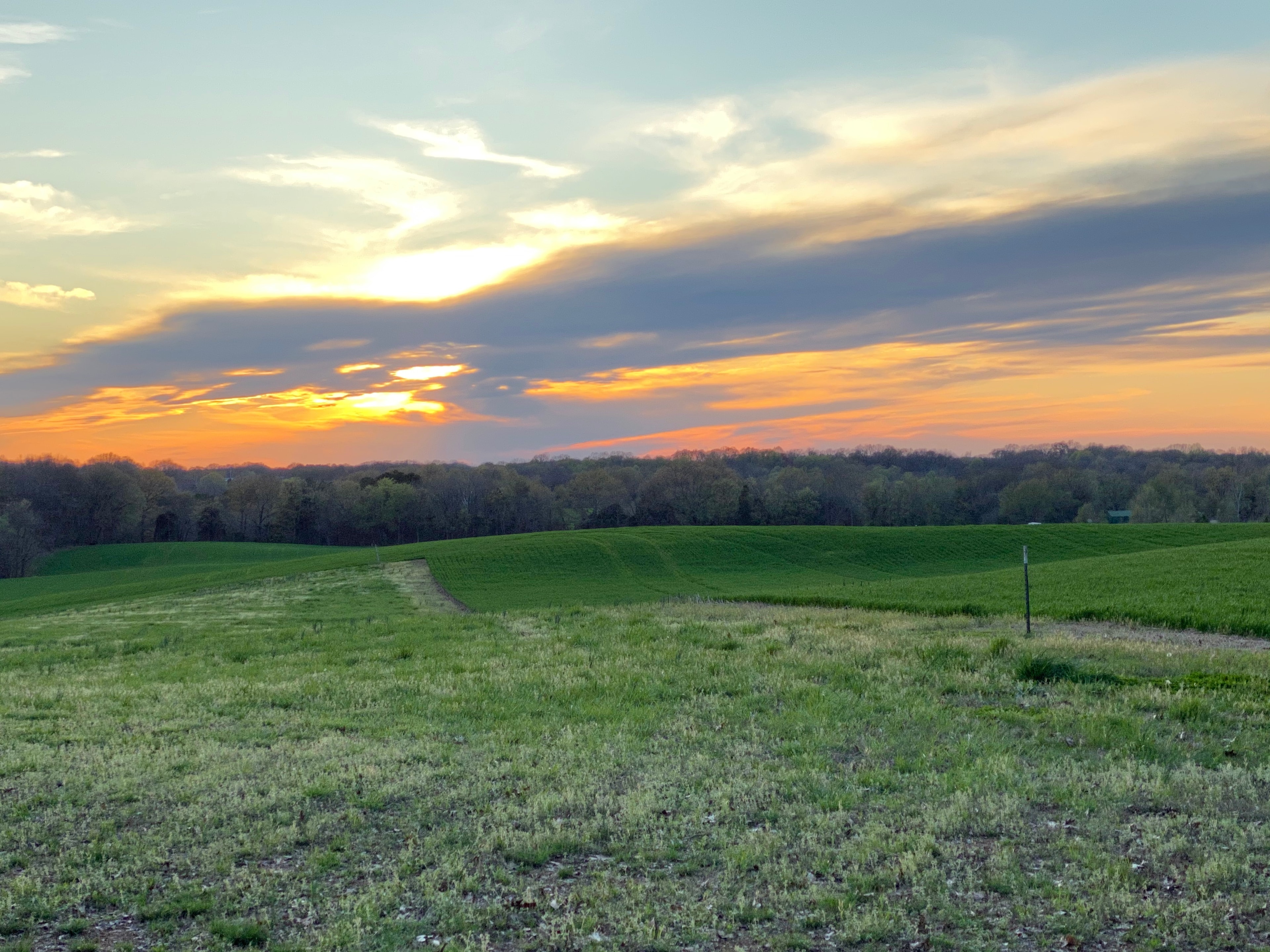 A view of a beautiful field at sunset time with a forest in the distance. 