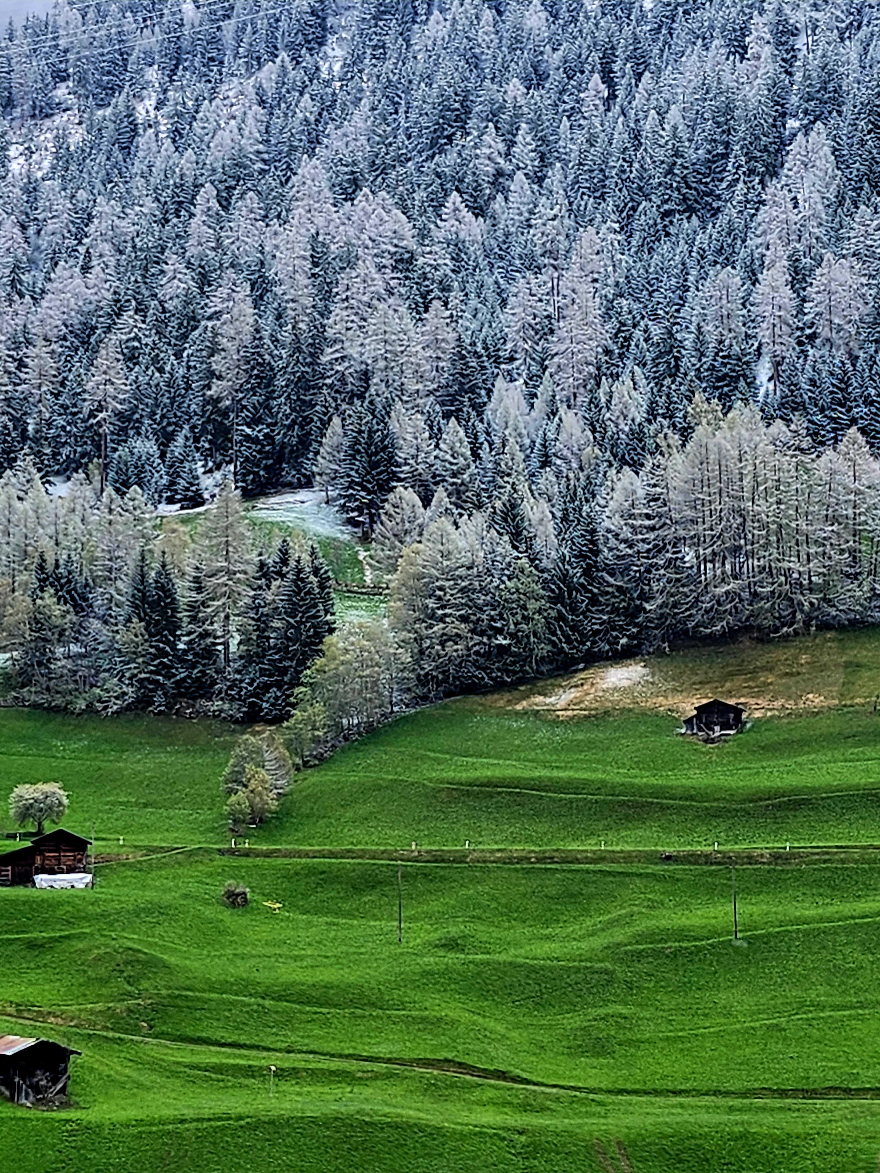 Beautiful view of a lush green field with a forest of pine trees in the background