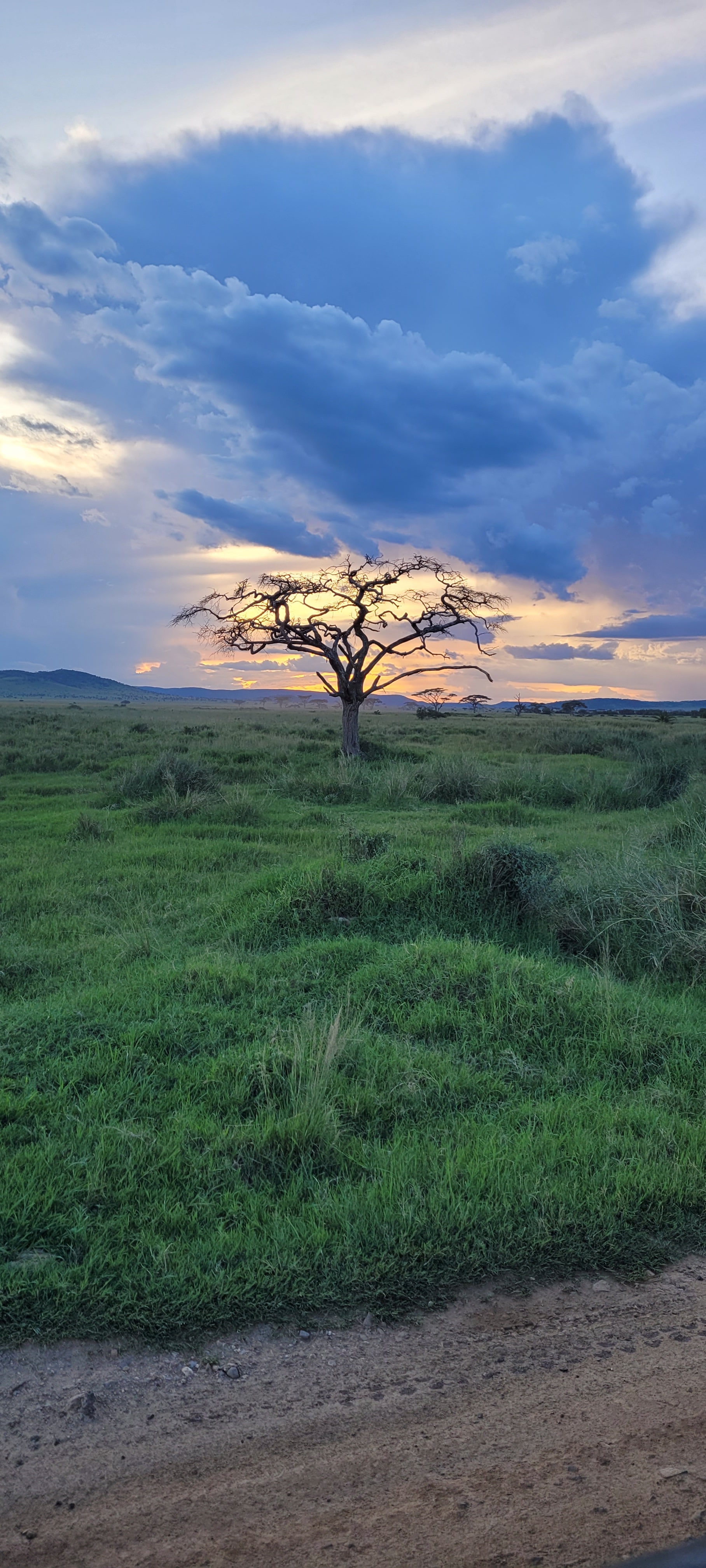 A beautiful view of a grassy field with a tree at sunset. 