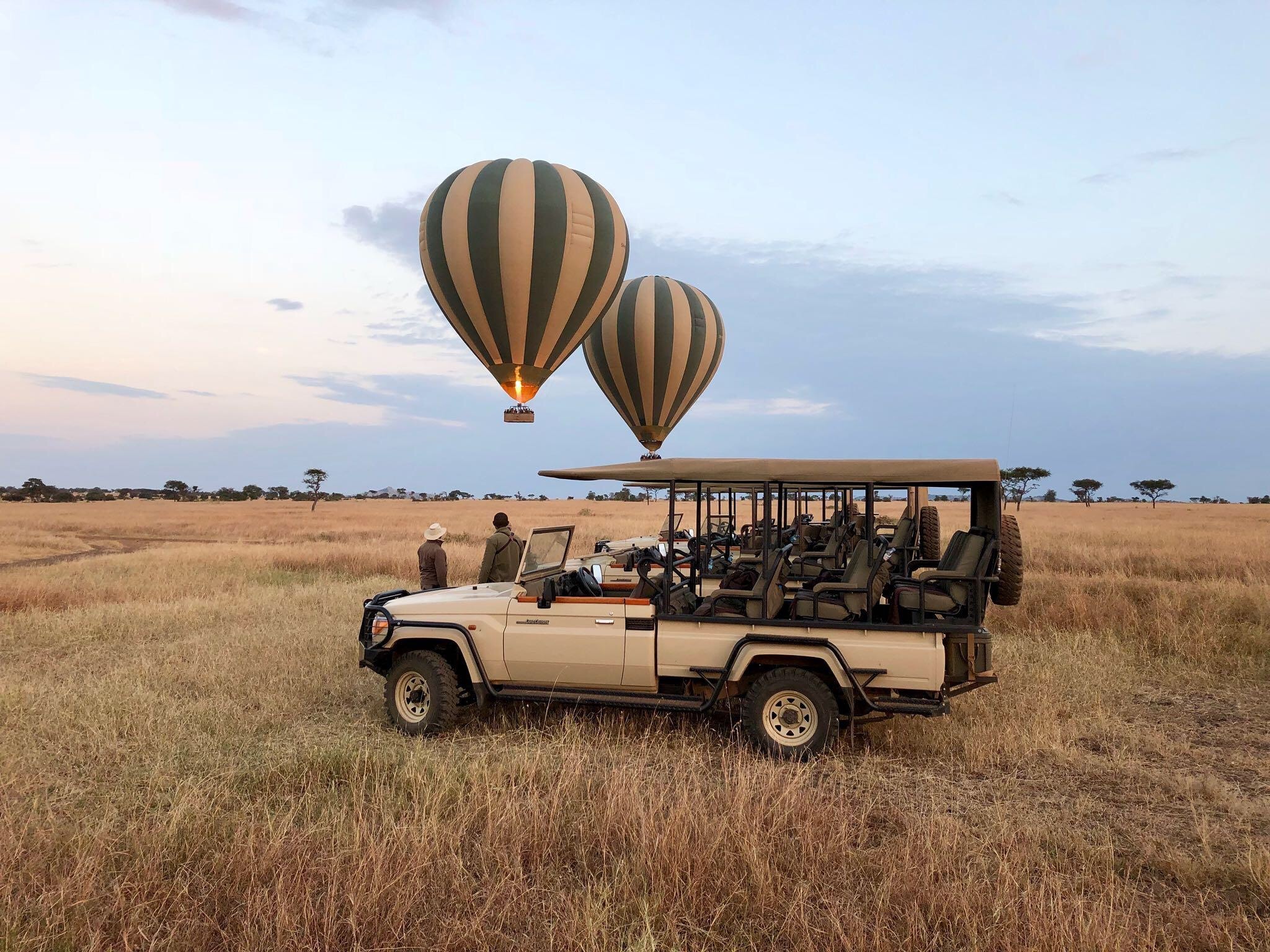 View of several safari vehicle in the middle of a grassy field with two striped hot air balloons floating in the distance