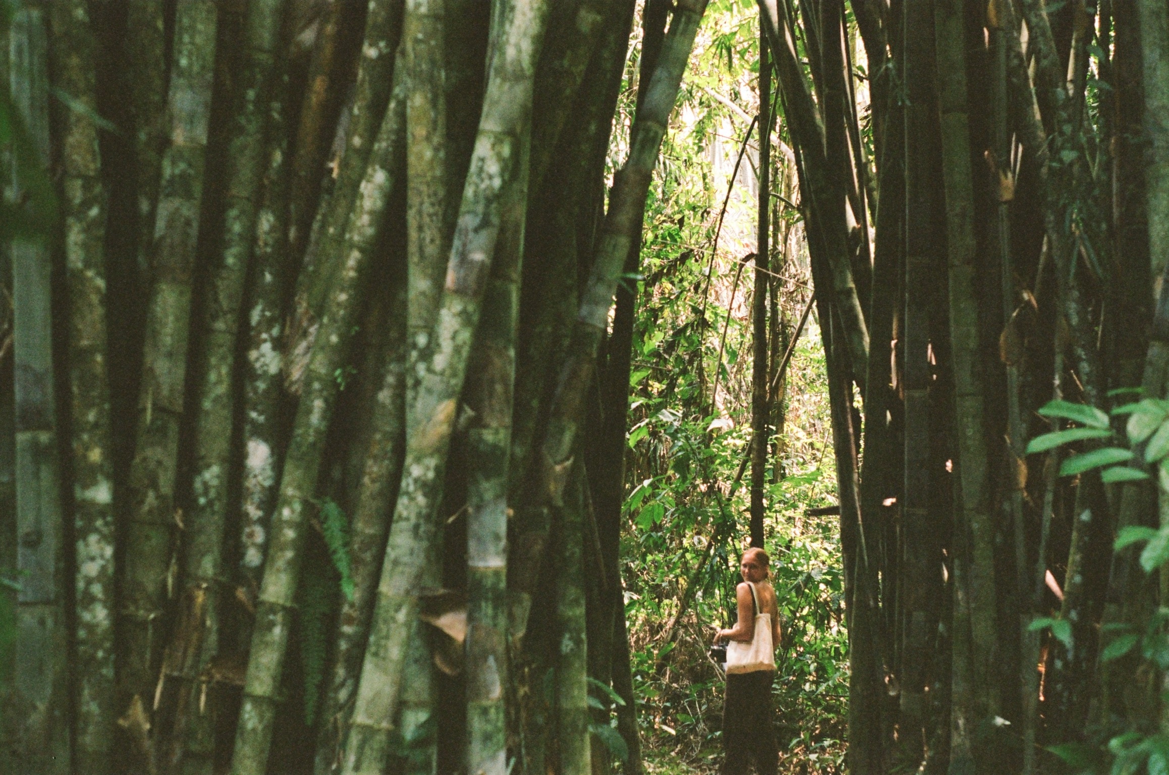 Image of Isabel seen through large stalks of green bamboo in the jungle