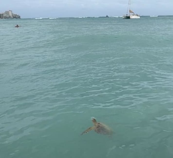 A sea turtle swimming in open water on a cloudy day with a small boat visible in the distance