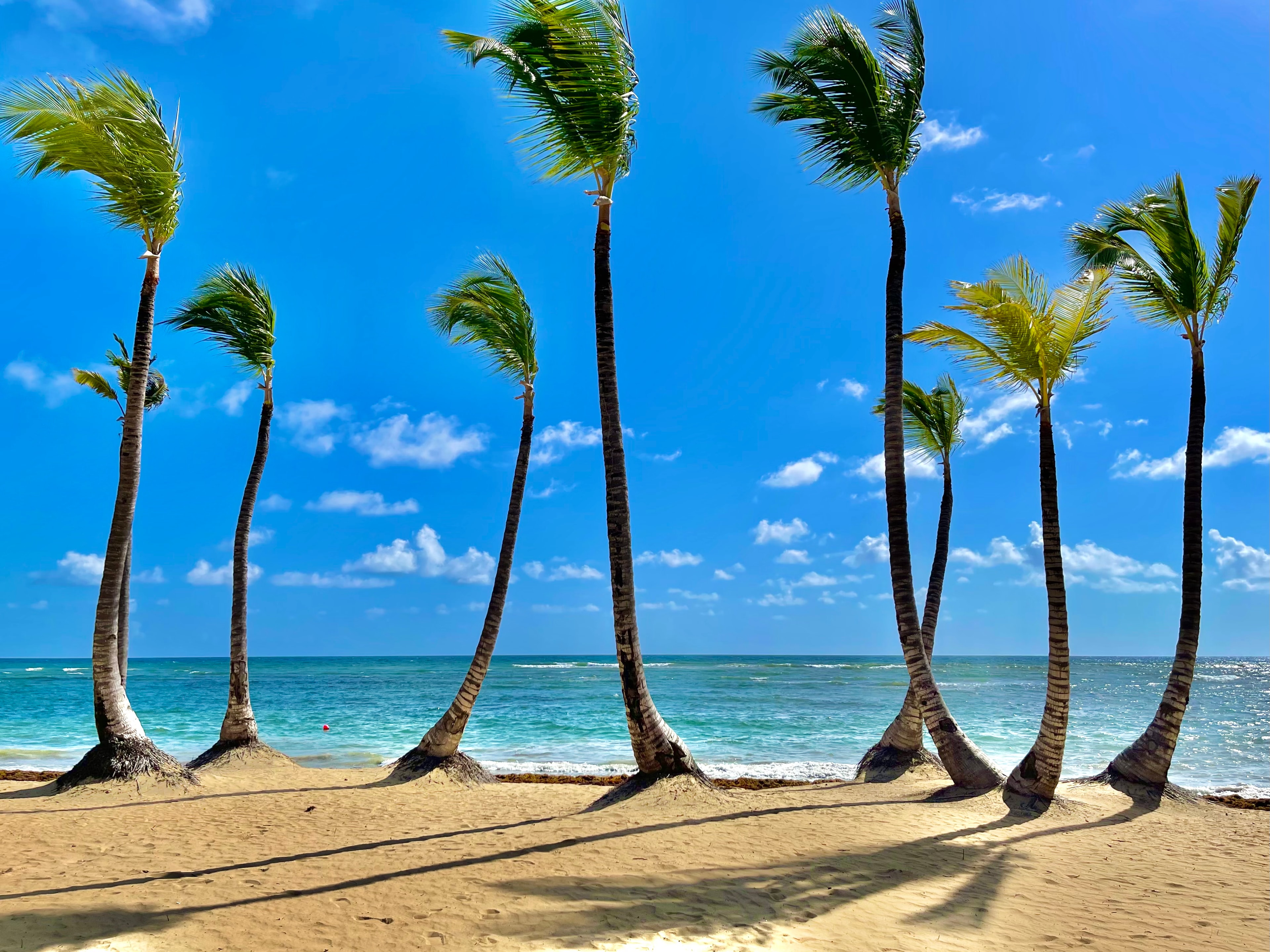 An image of the beach during the day with the ocean in the distance and palm trees.