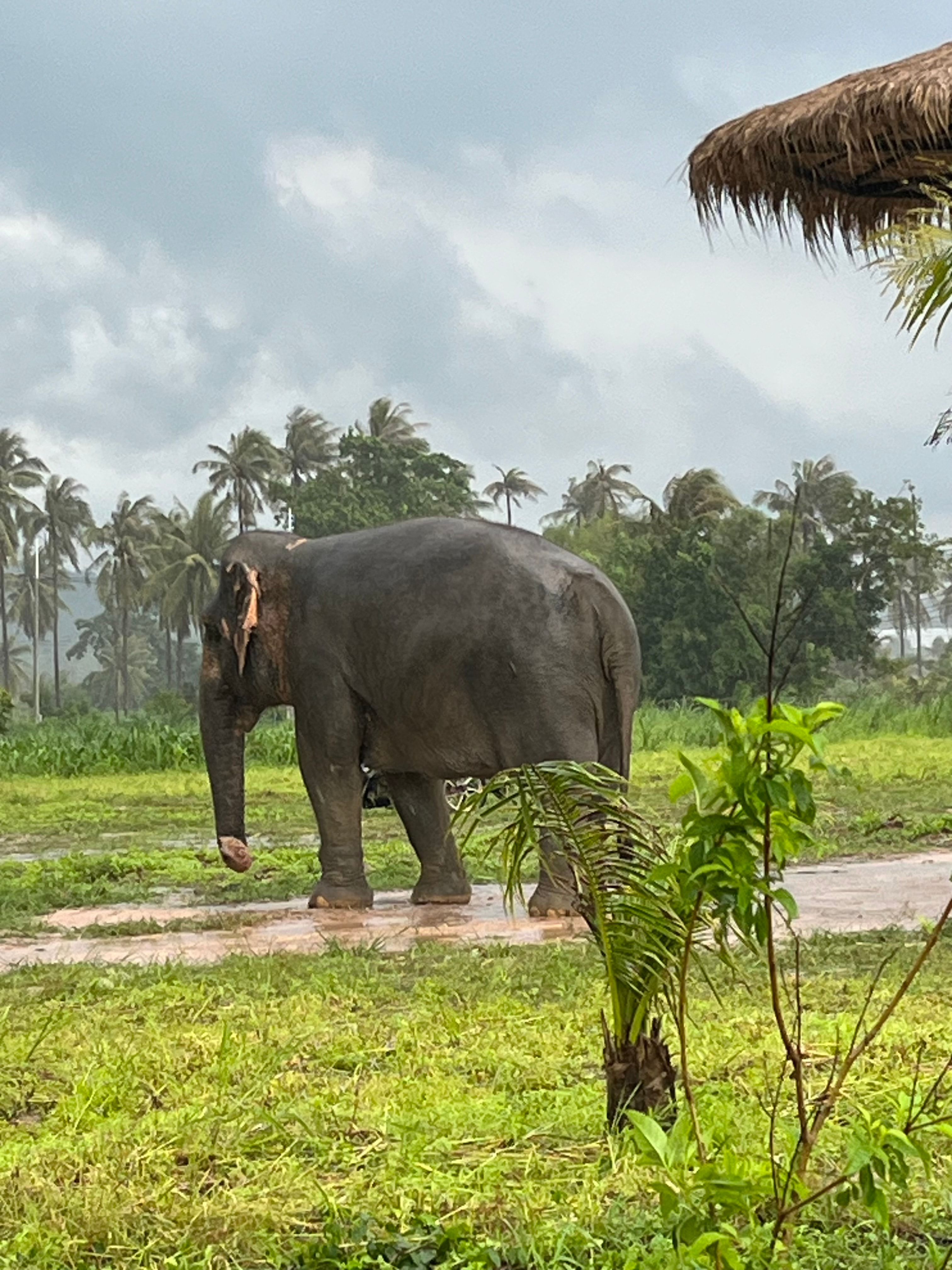 View of a large elephant trekking through a muddy field on a rainy day with palm trees in the distance