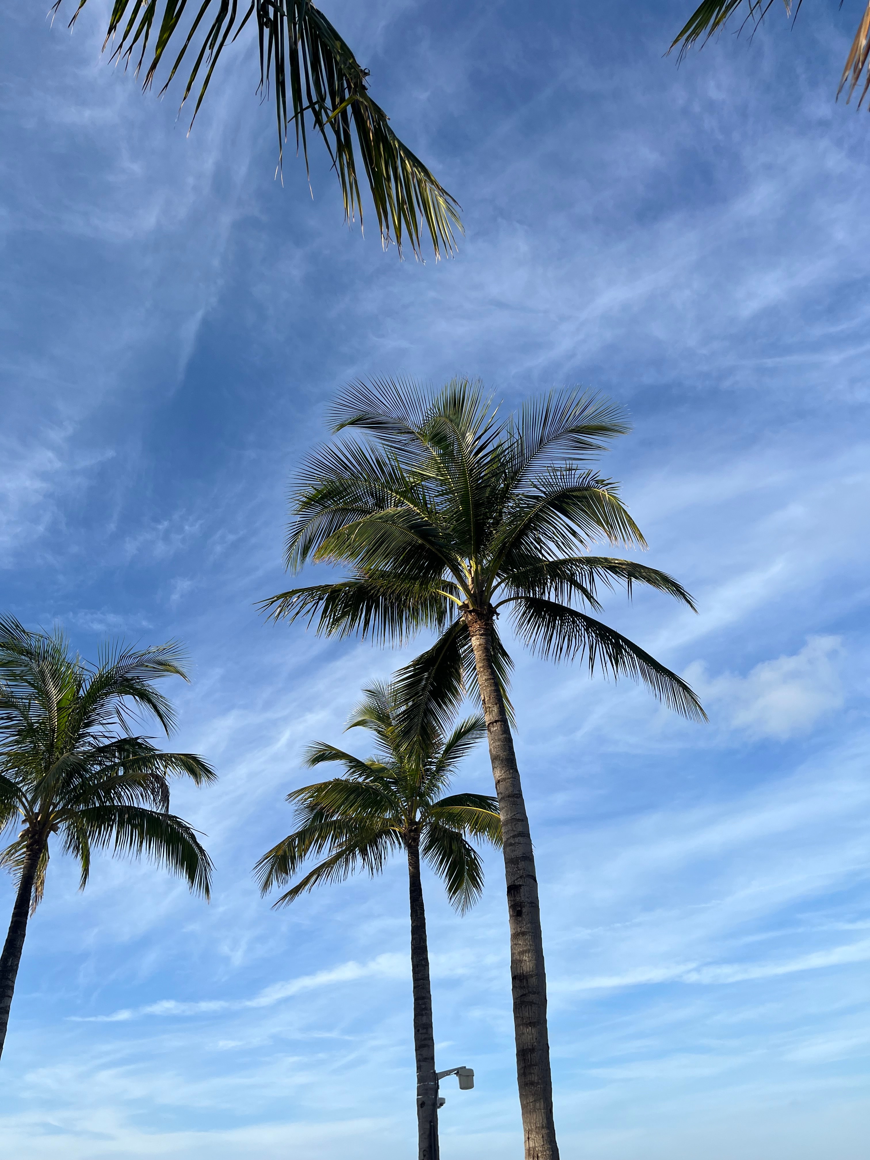 A view looking up at palm trees against a blue sky with faint white clouds.