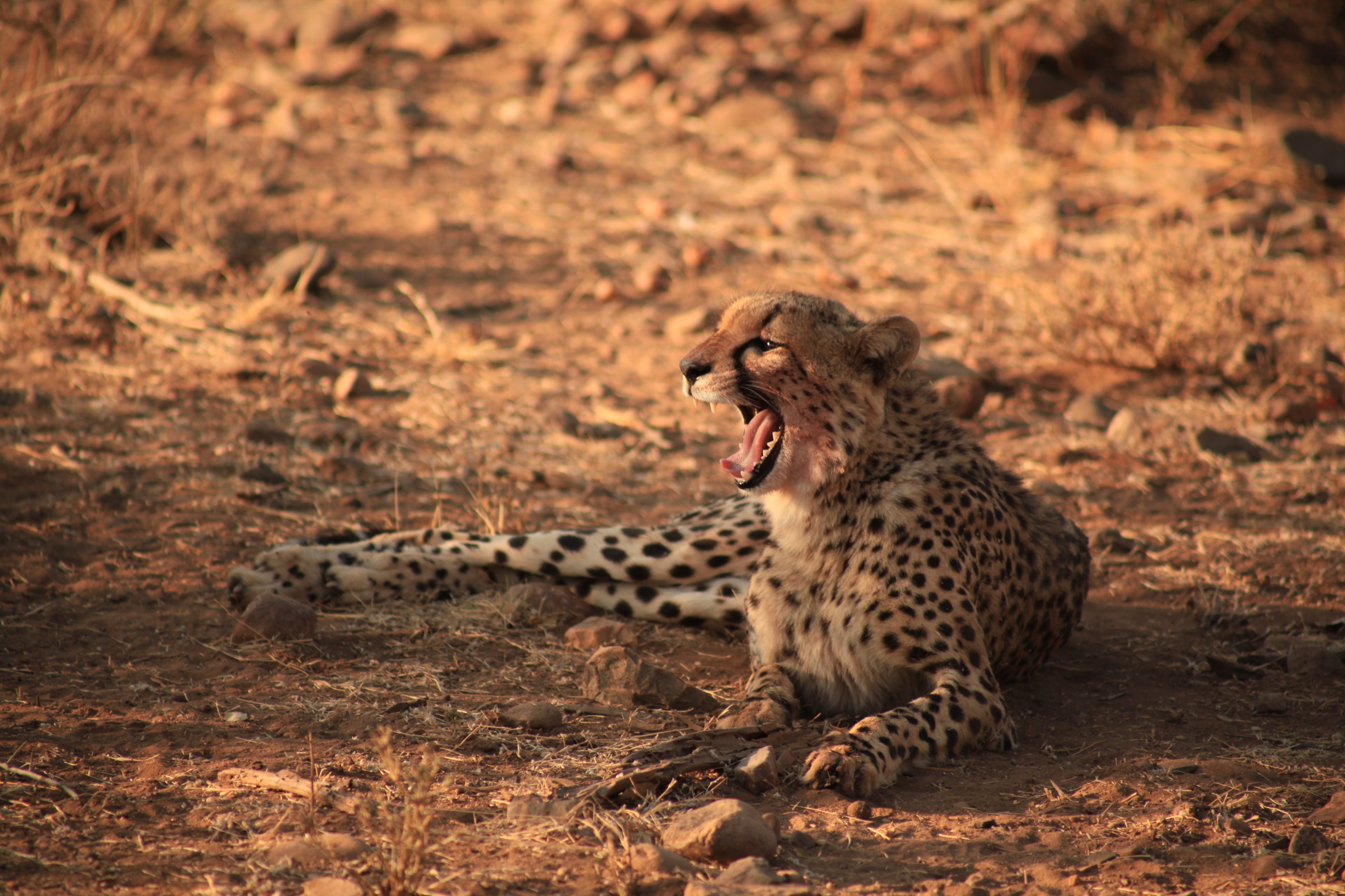 A cheetah lounging in the wild on a sunny day in a nature setting.