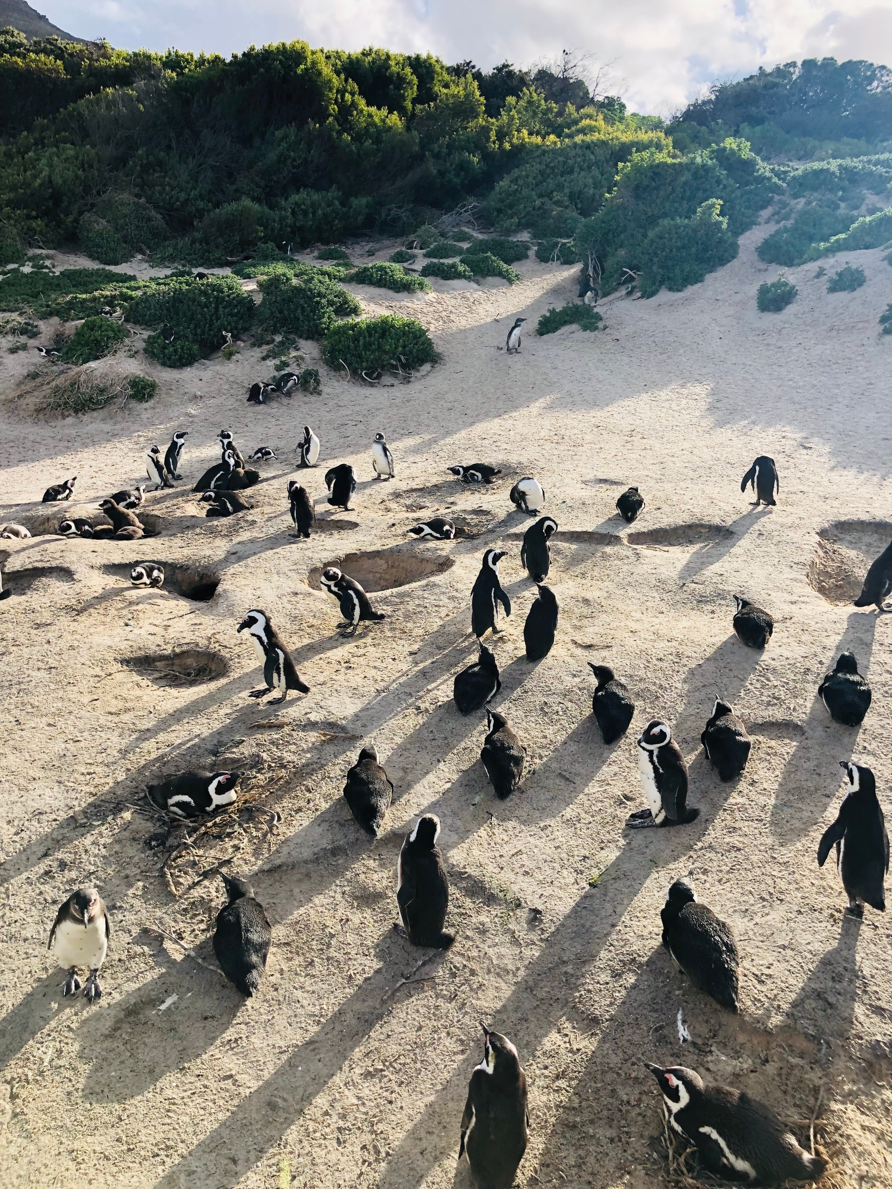 A group of penguins waddling around in a nature setting during the day. 