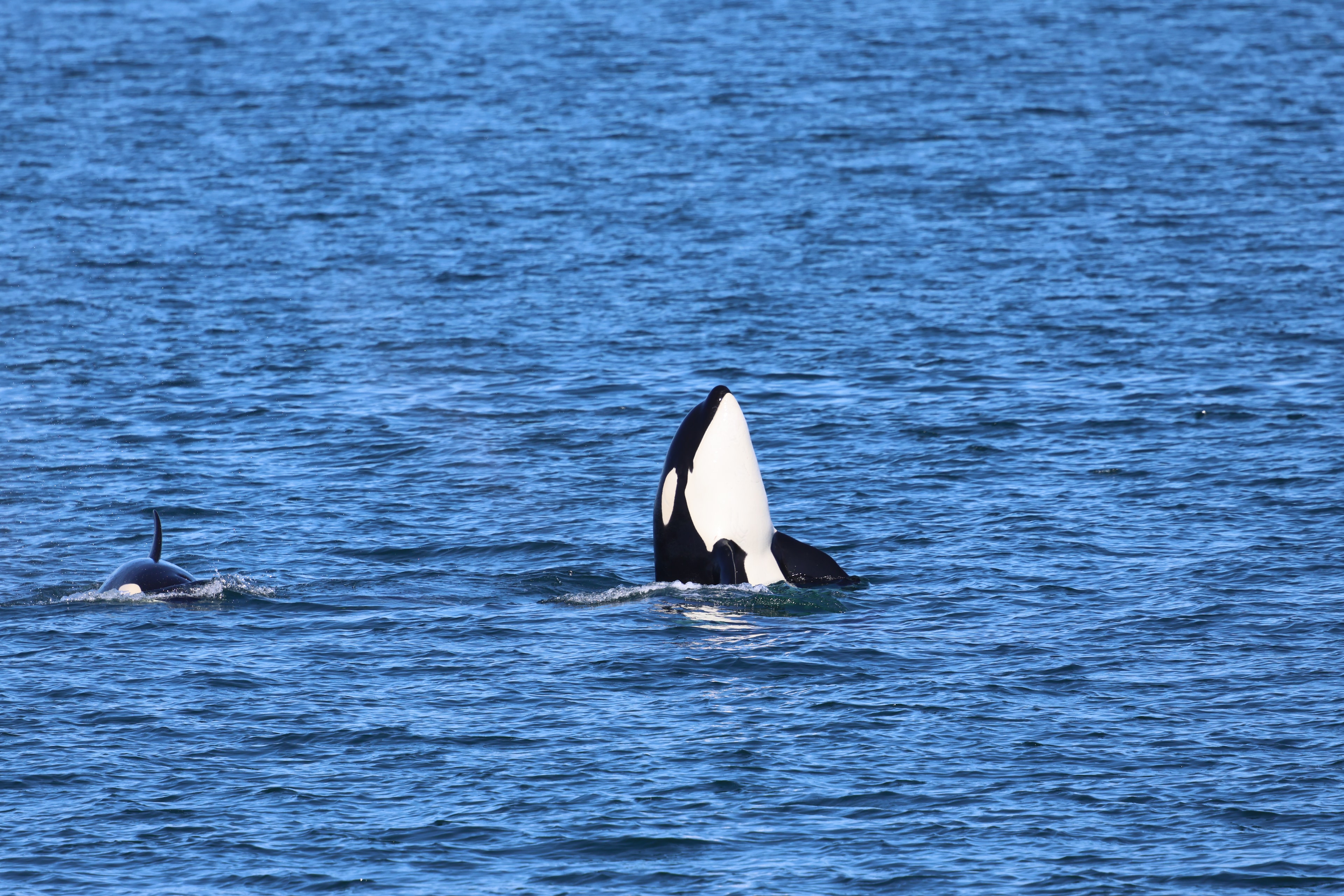 A view of wildlife in the ocean. 