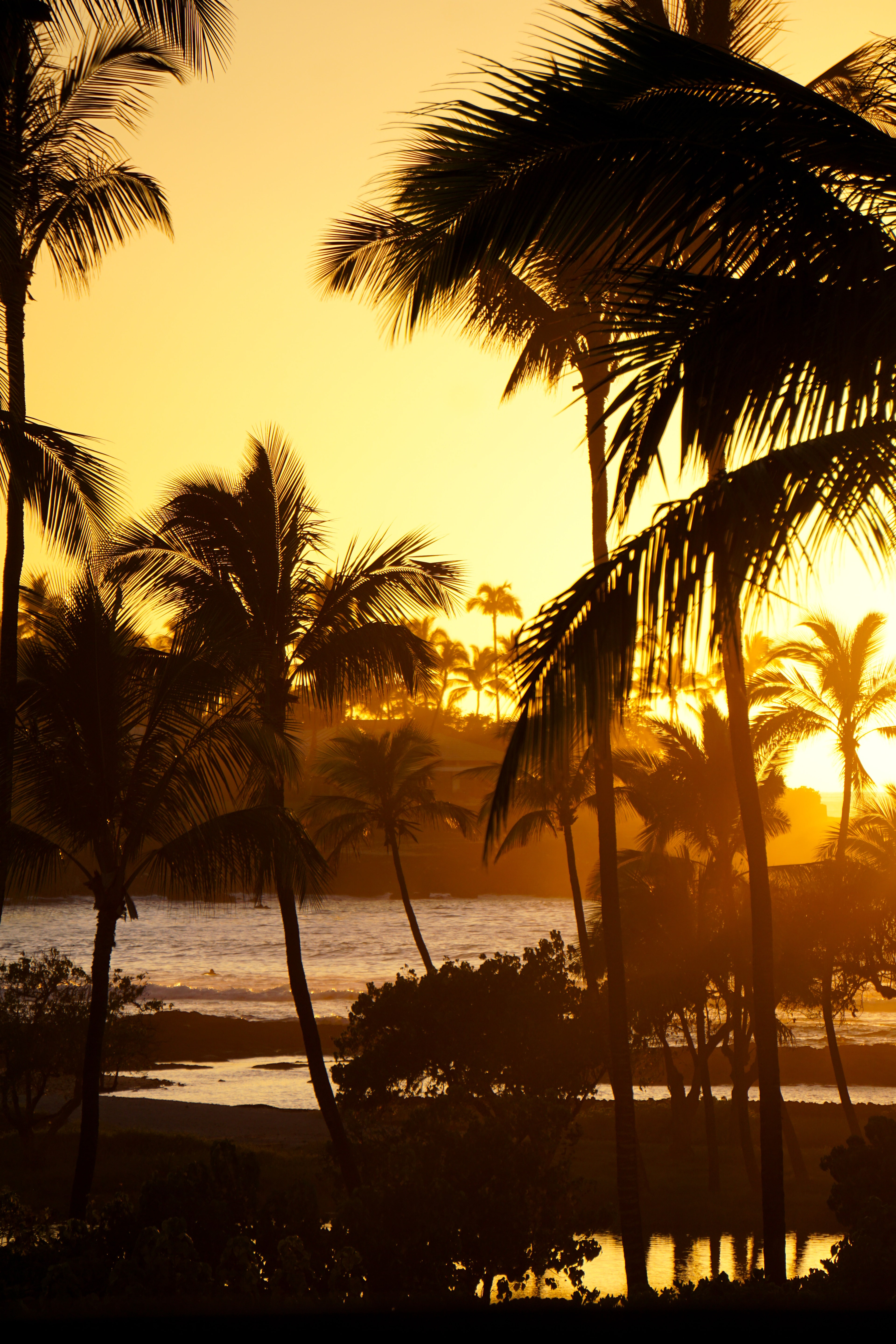 Beautiful view of an orange sunset over the sea seen through many palm trees on the beach