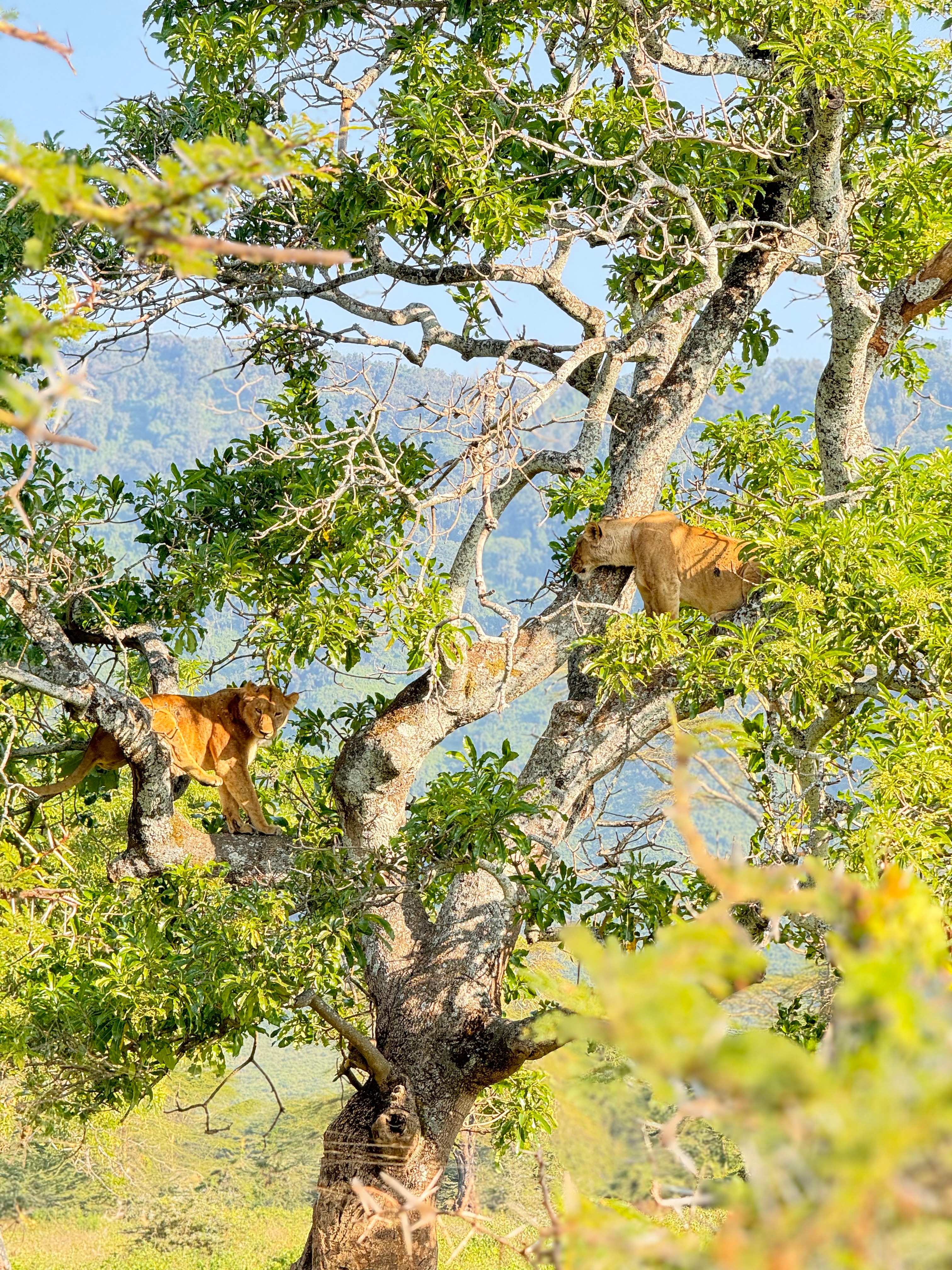 A view of a tree with green leaves on a sunny day. 