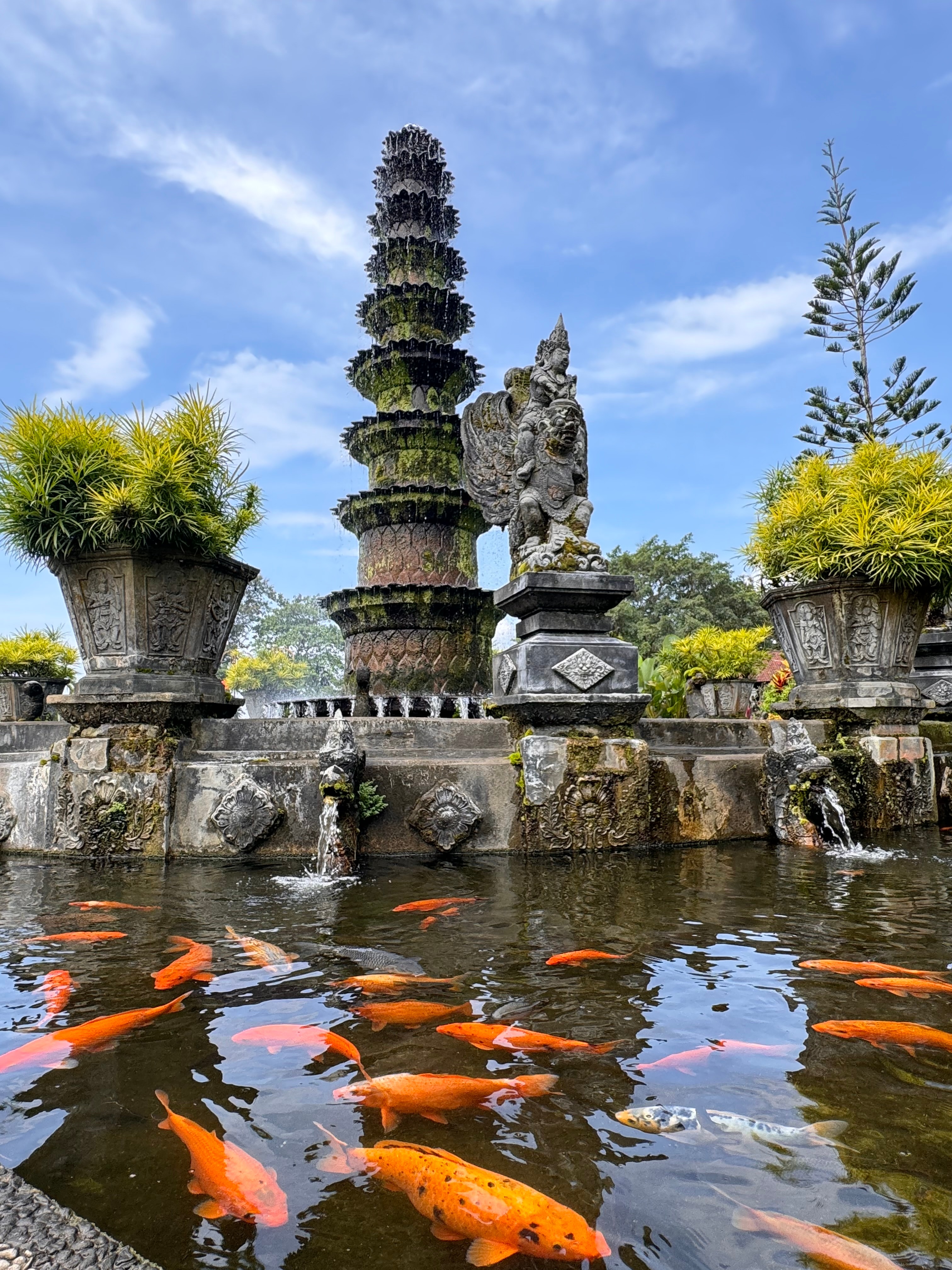 A view of a coy pond on a sunny day. 