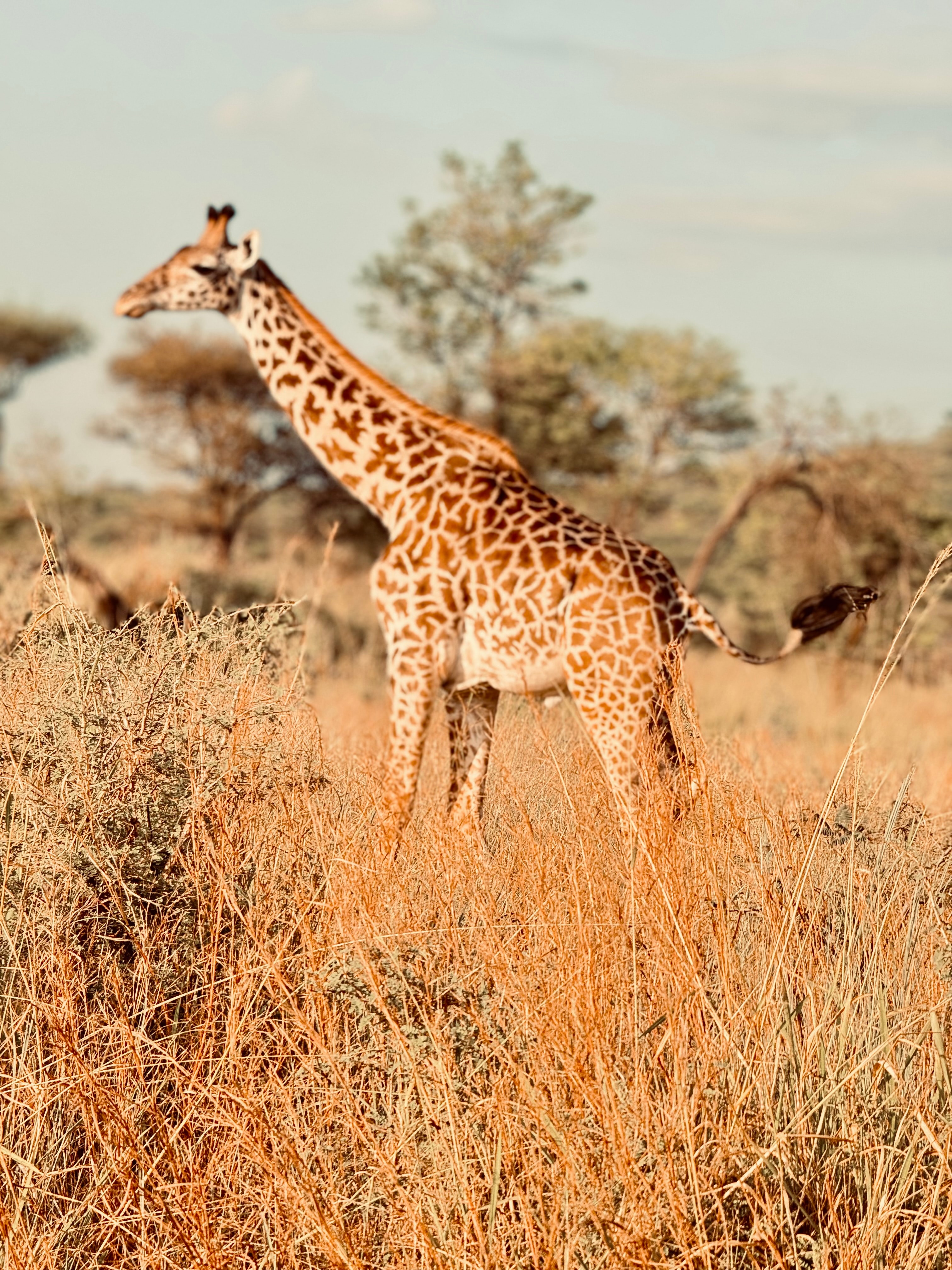 A giraffe in the wild on a safari.