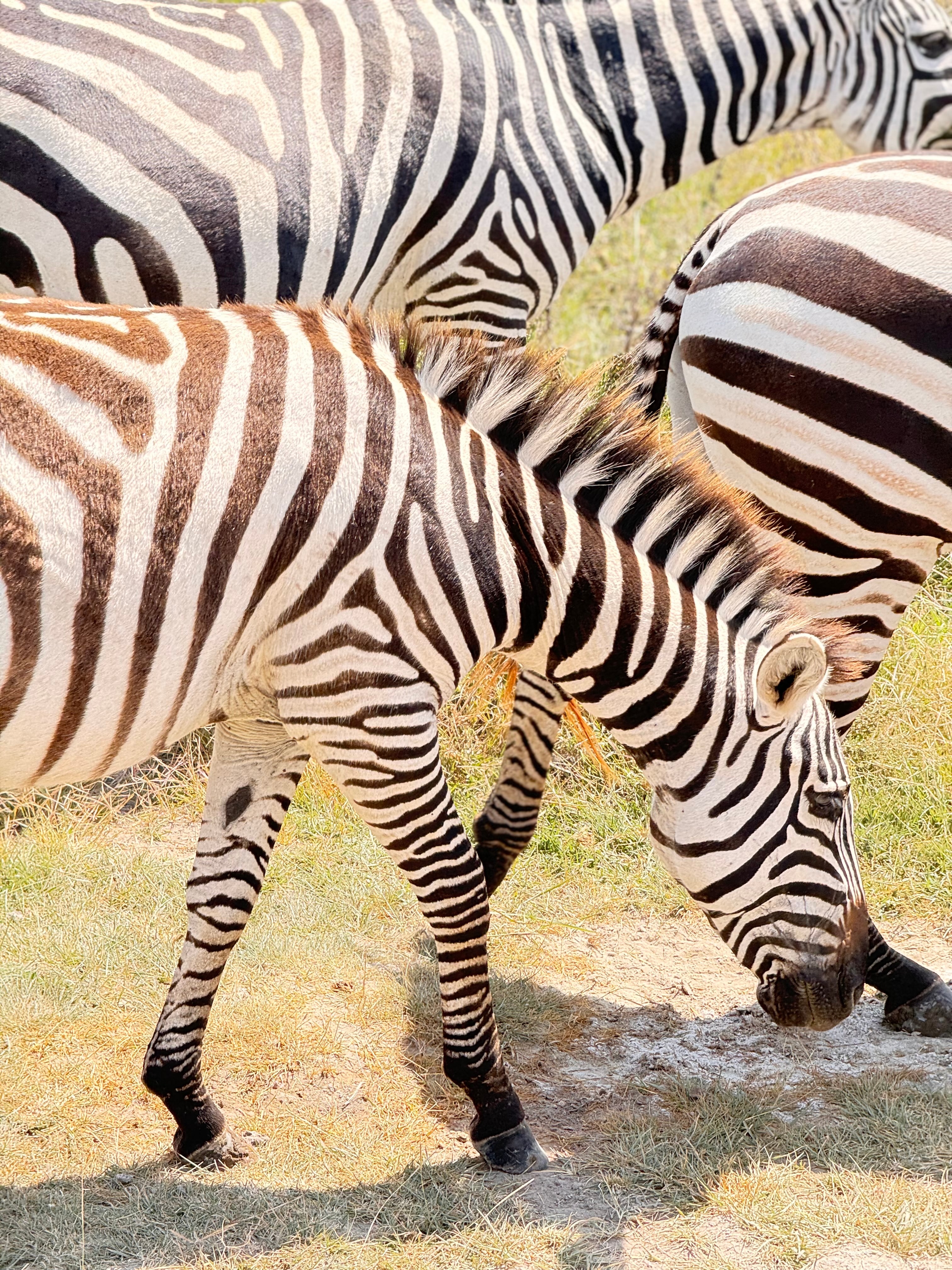 A pack of zebras on a sunny day. 