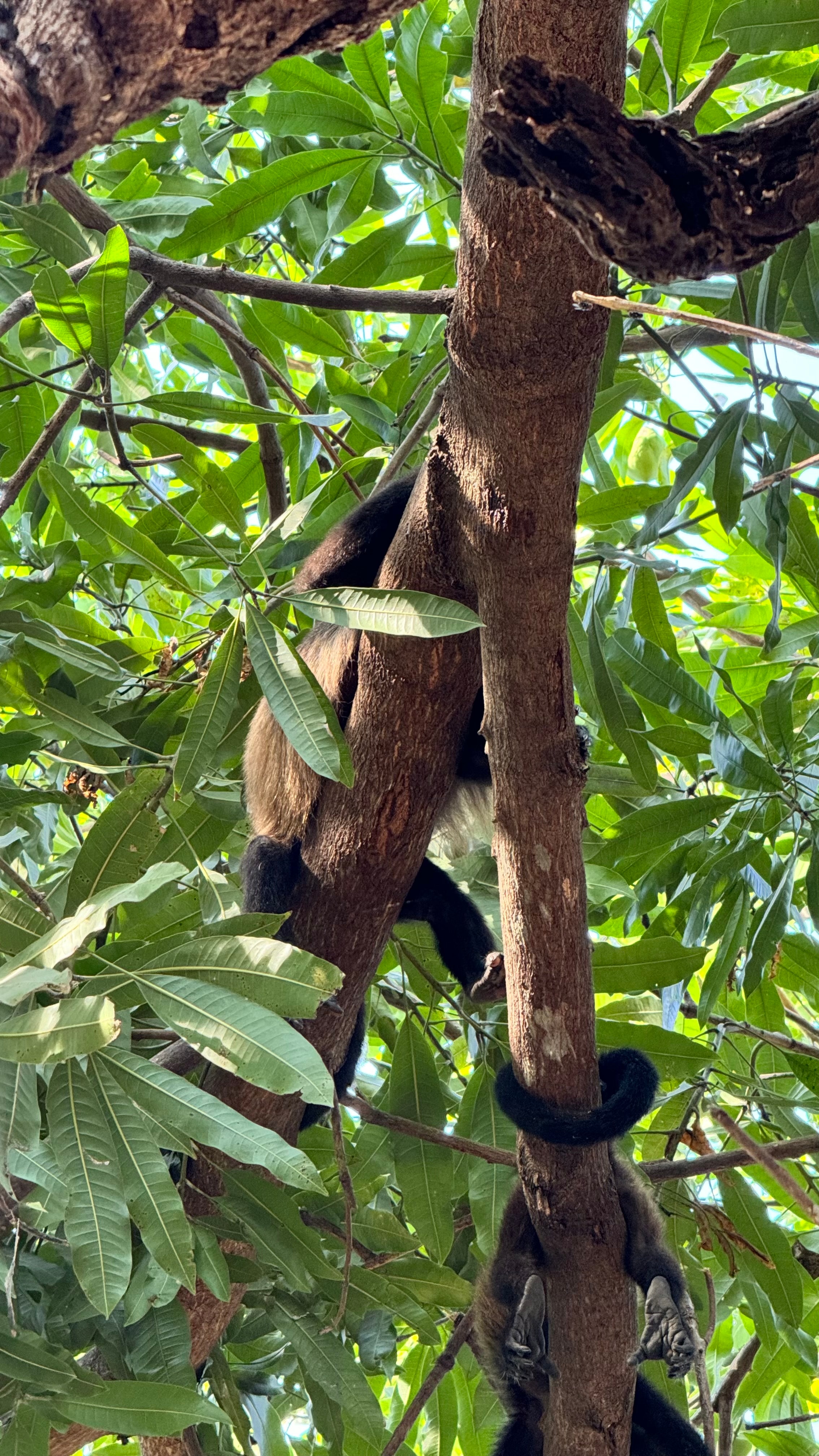 View of a sloth clinging to a tree branch in the jungle