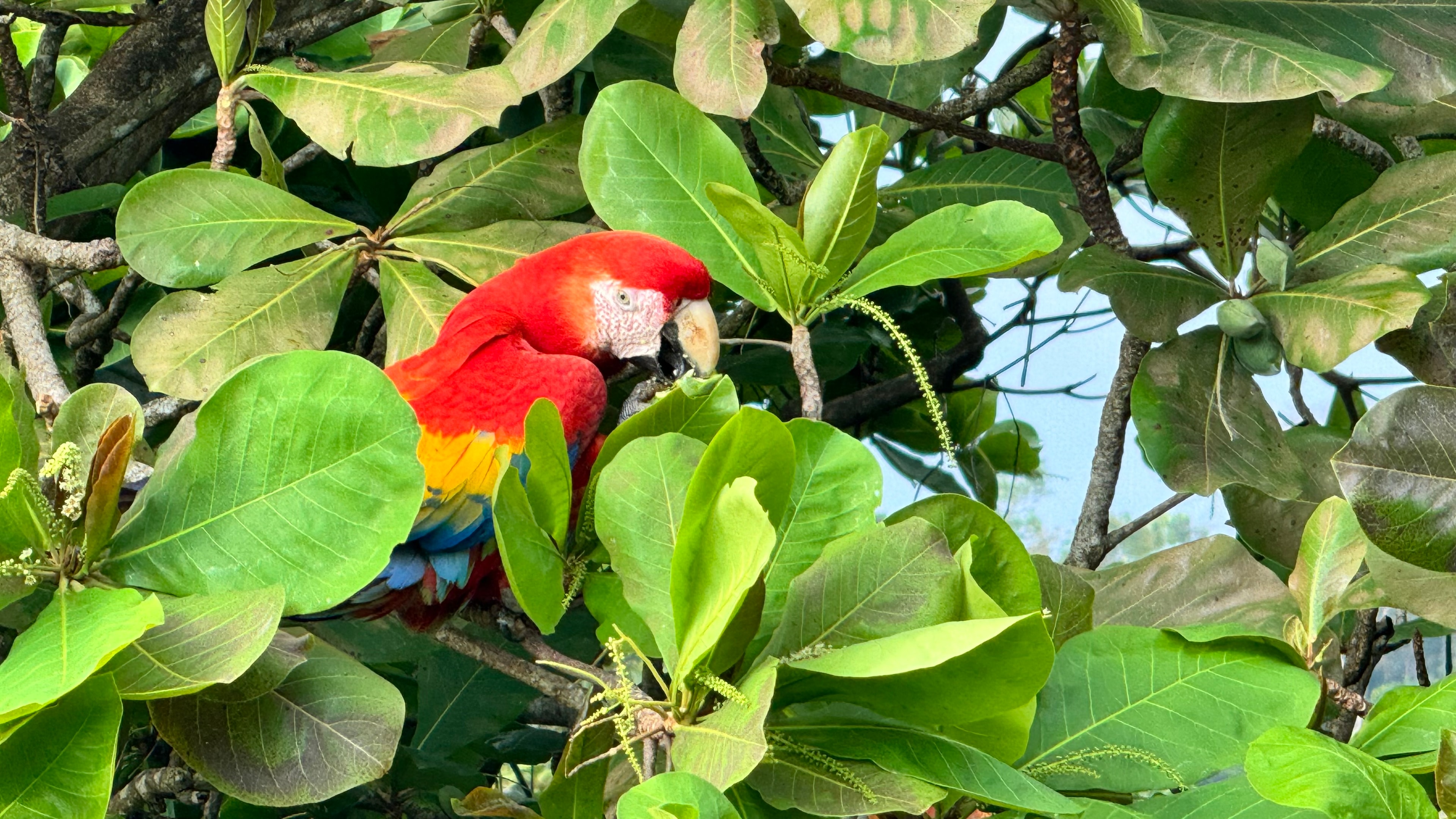 Close up view of a red macaw spotted in the branches of a tree