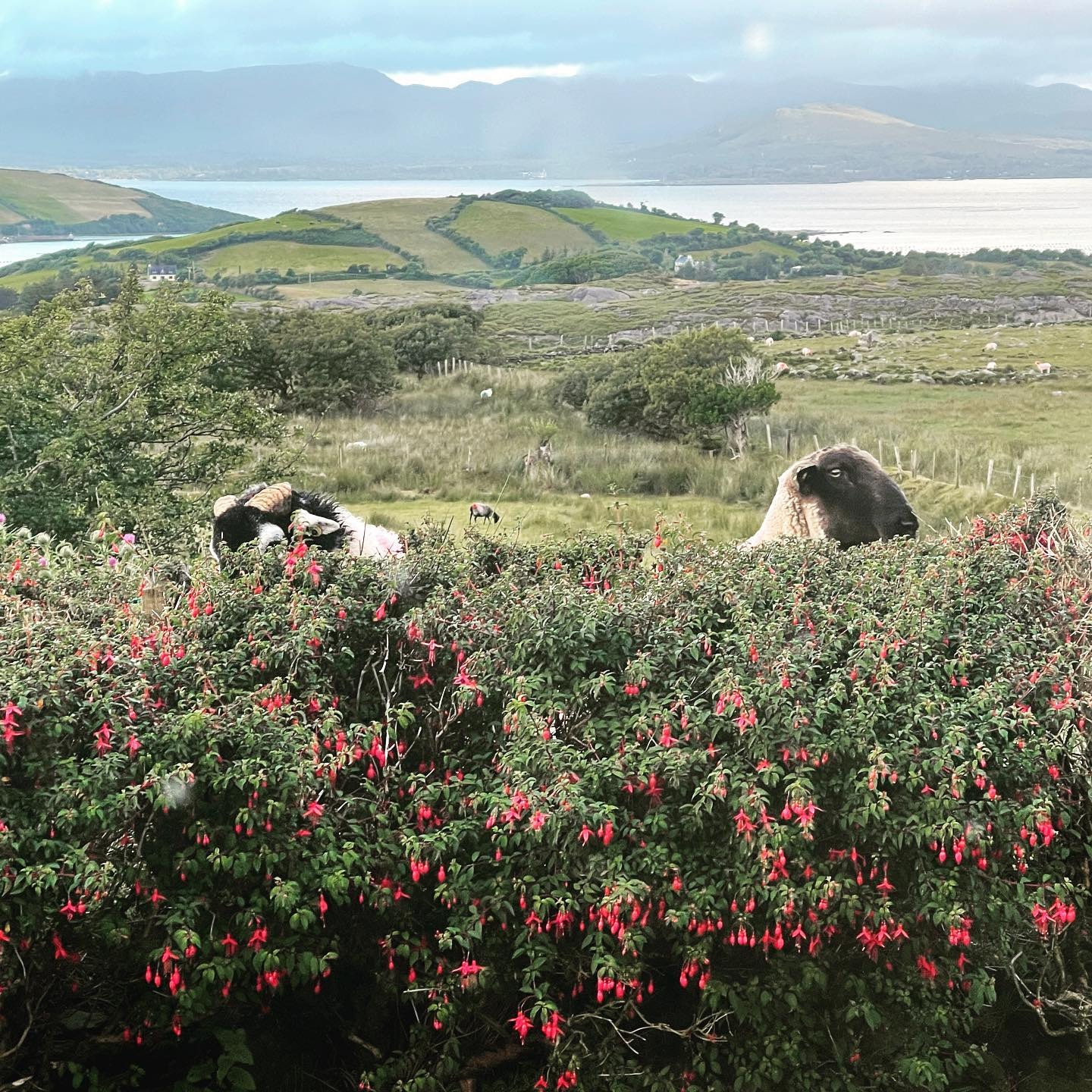 View of sheep grazing on a beautiful green hillside with water and mountains visible in the distance