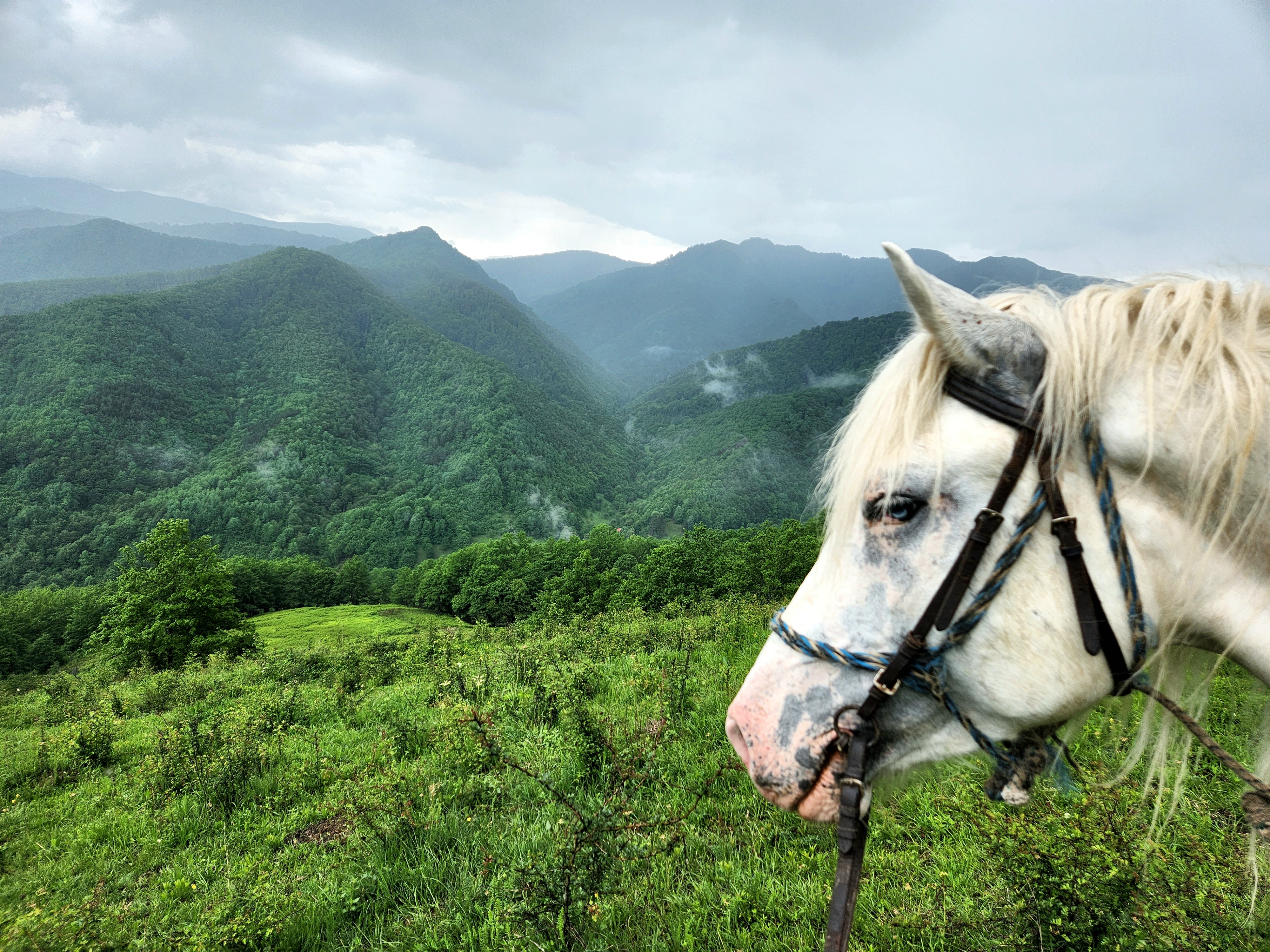 View of the head of a white horse against a backdrop of lush green mountains on a cloudy day