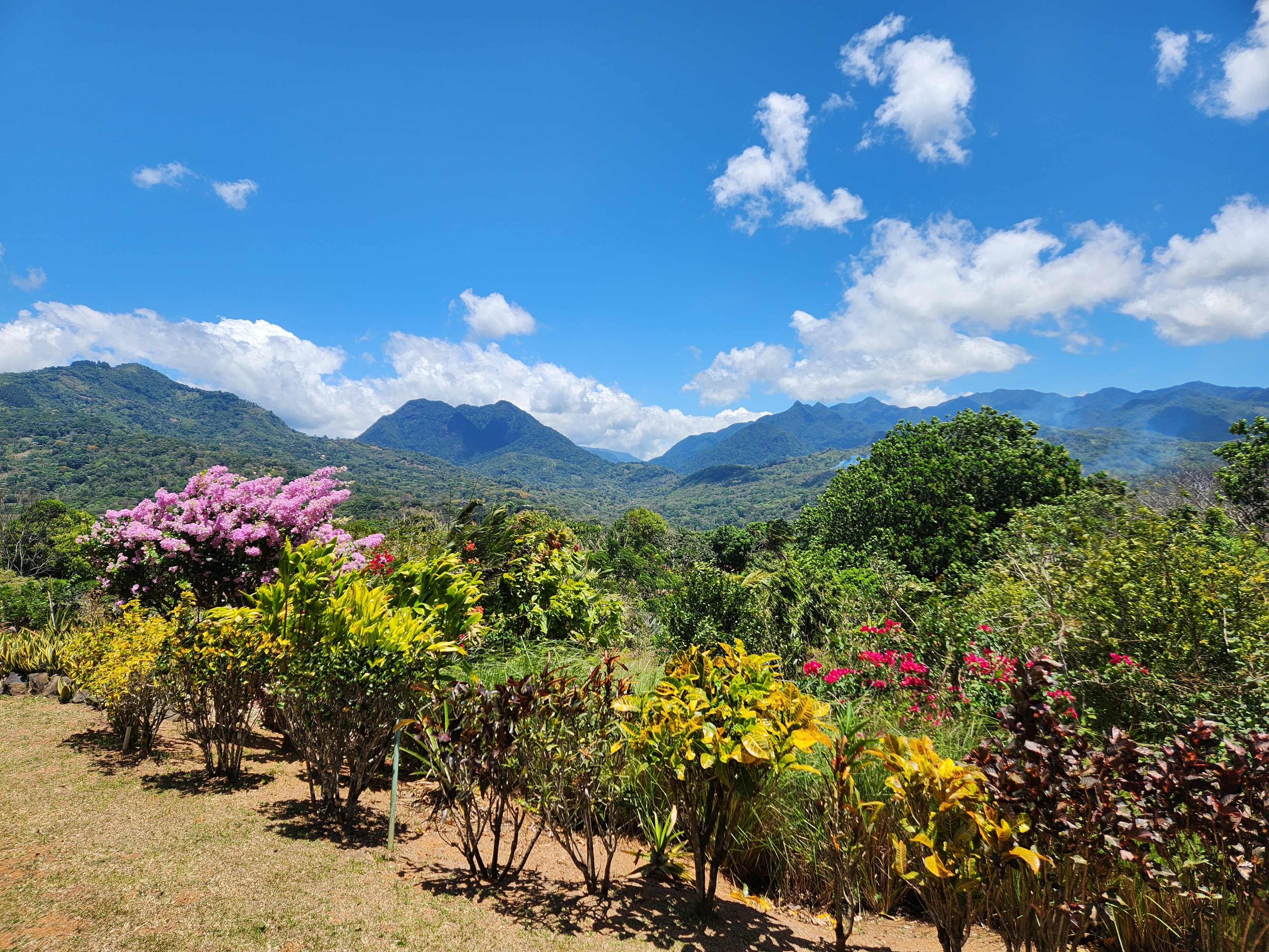 View of colorful flowering plants with a beautiful mountain landscape in the distance under sunny skies