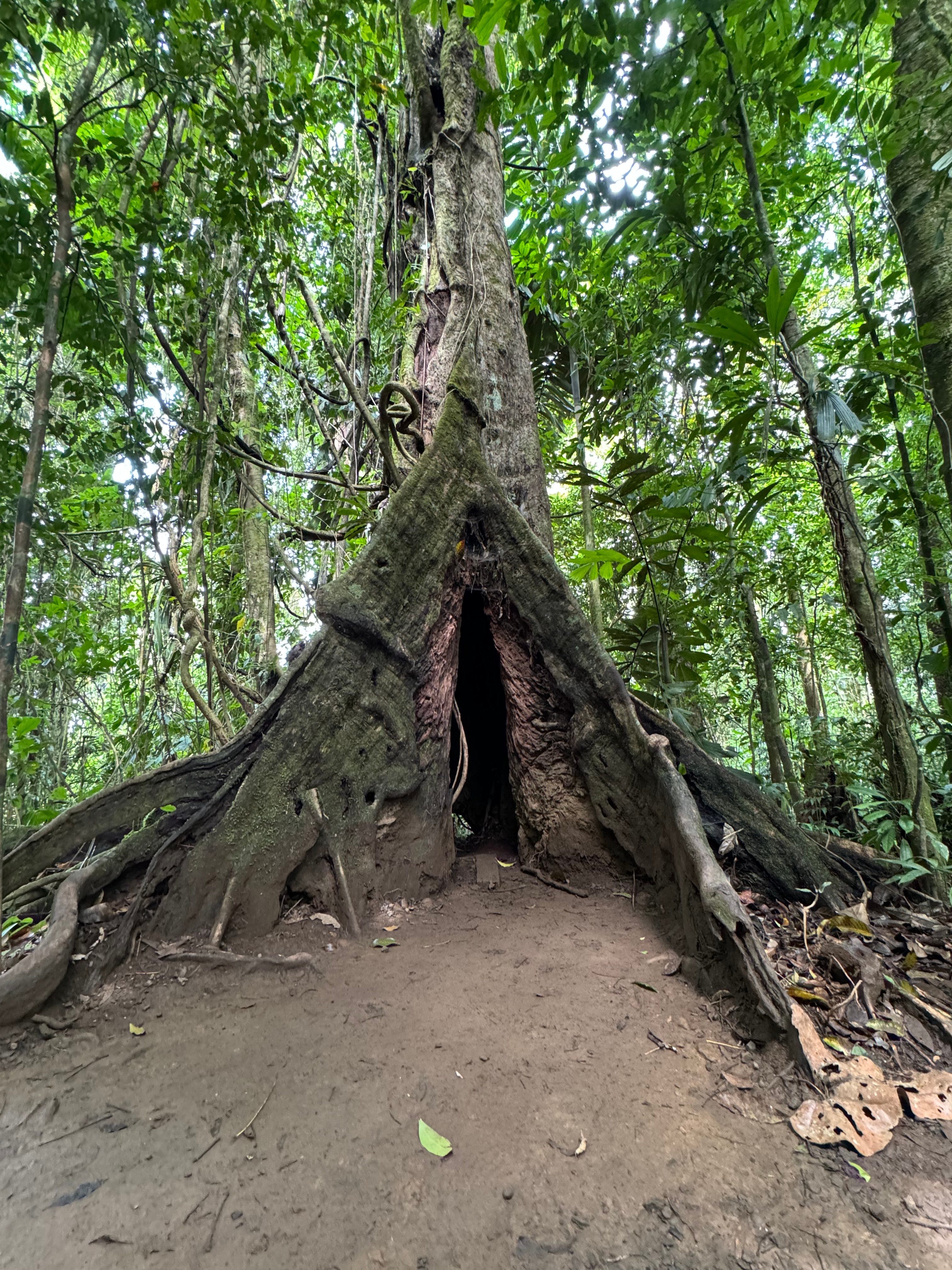 View of a tall tree with massive roots in the middle of a forest 