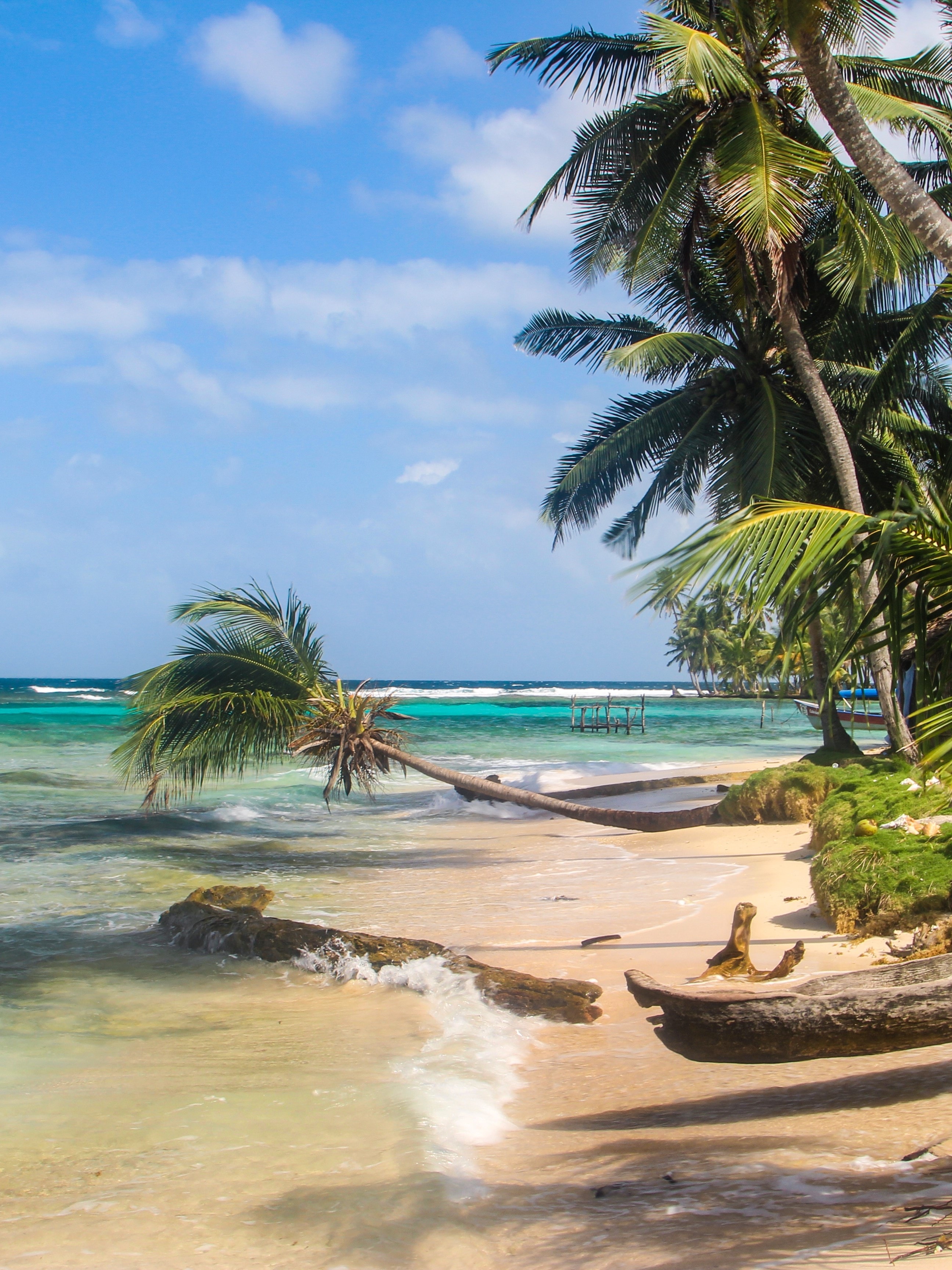 Beautiful view of a beach with a palm tree stretching out horizontally on shore