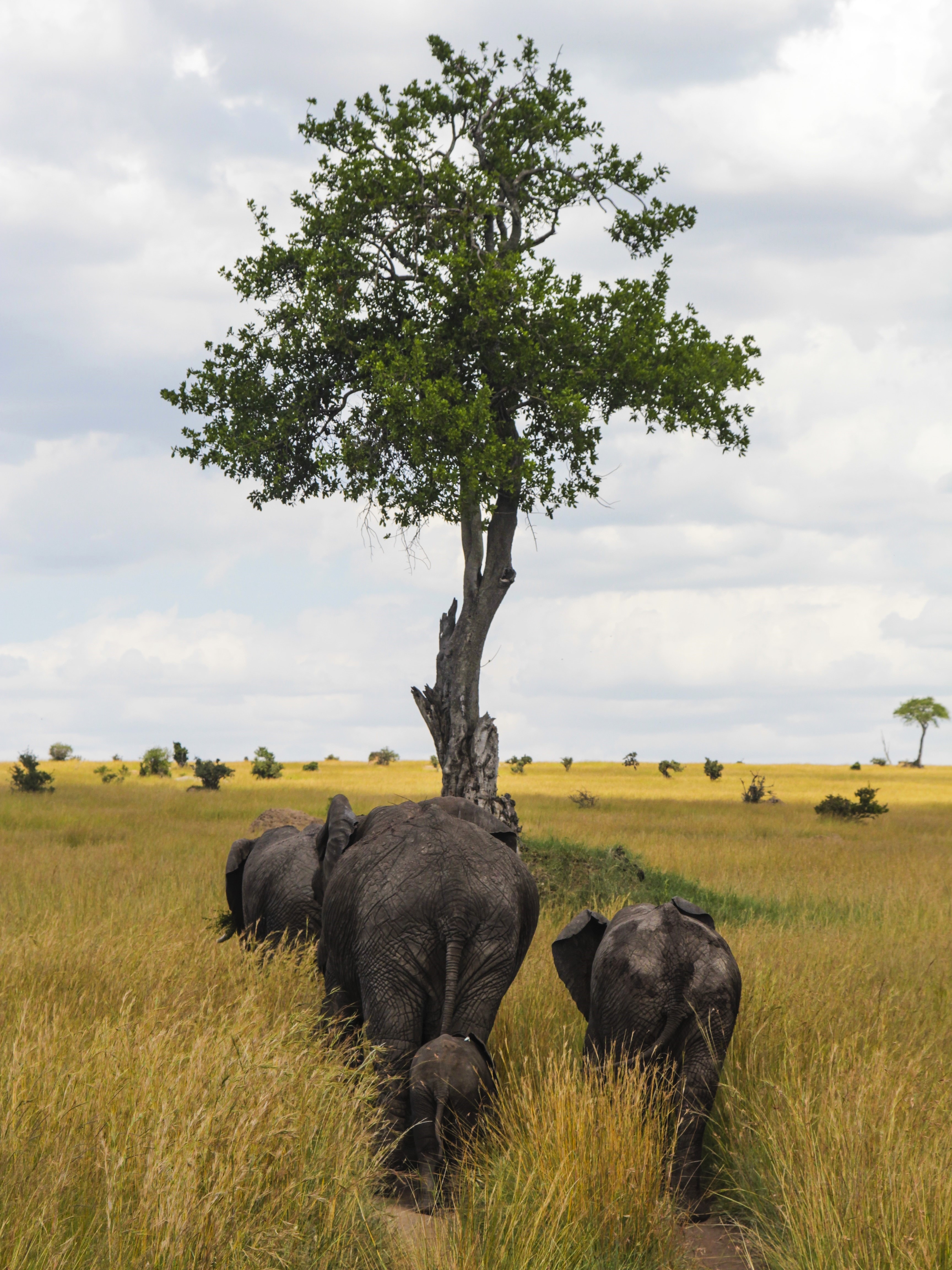 View of elephants walking through tall grass towards a lone tree