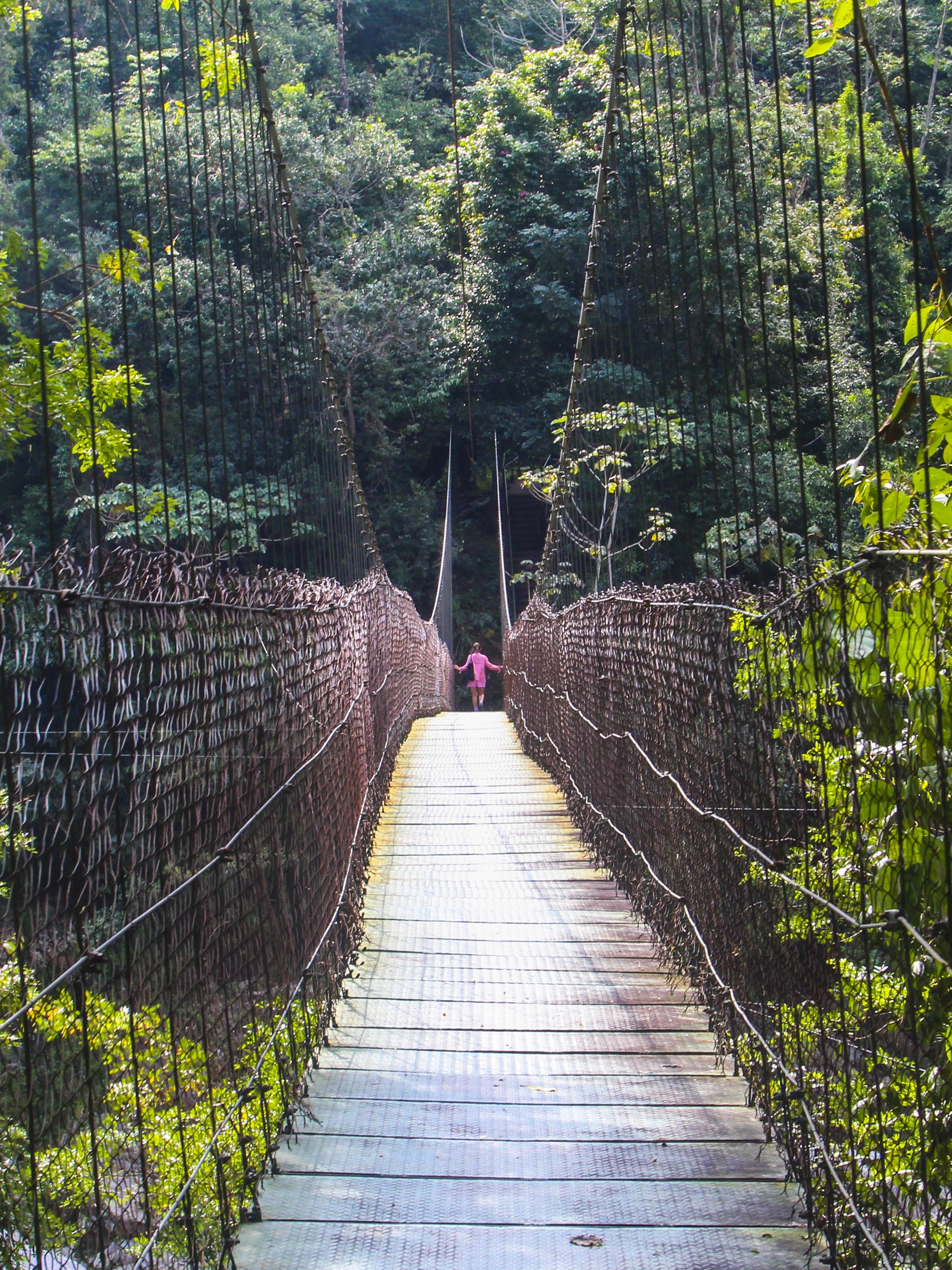 View of a narrow wooden hanging bridge in a lush jungle