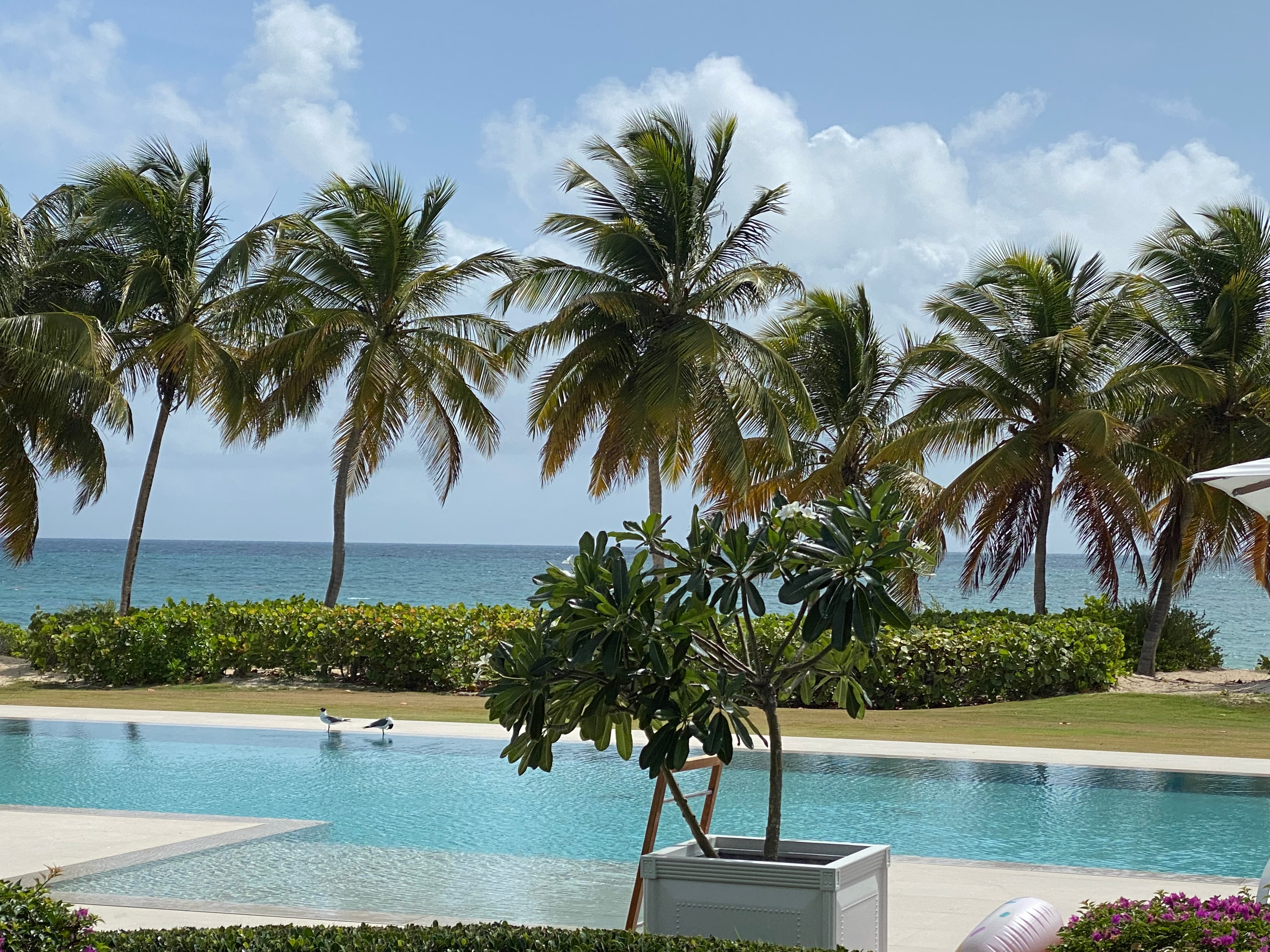 View of a resort pool and a row of palm trees overlooking the sea on a sunny day