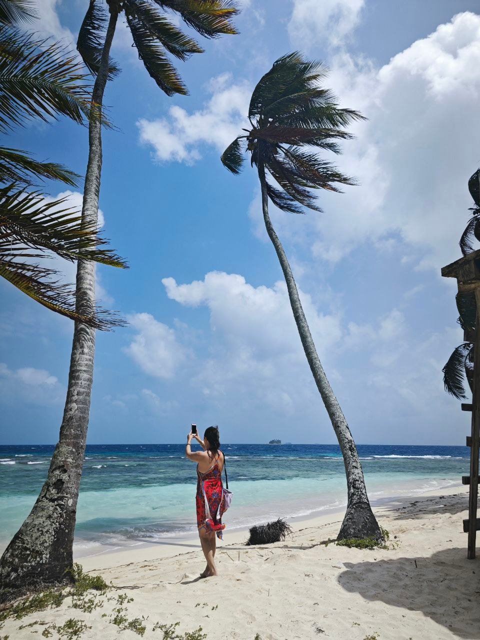 Palm trees by the sea.