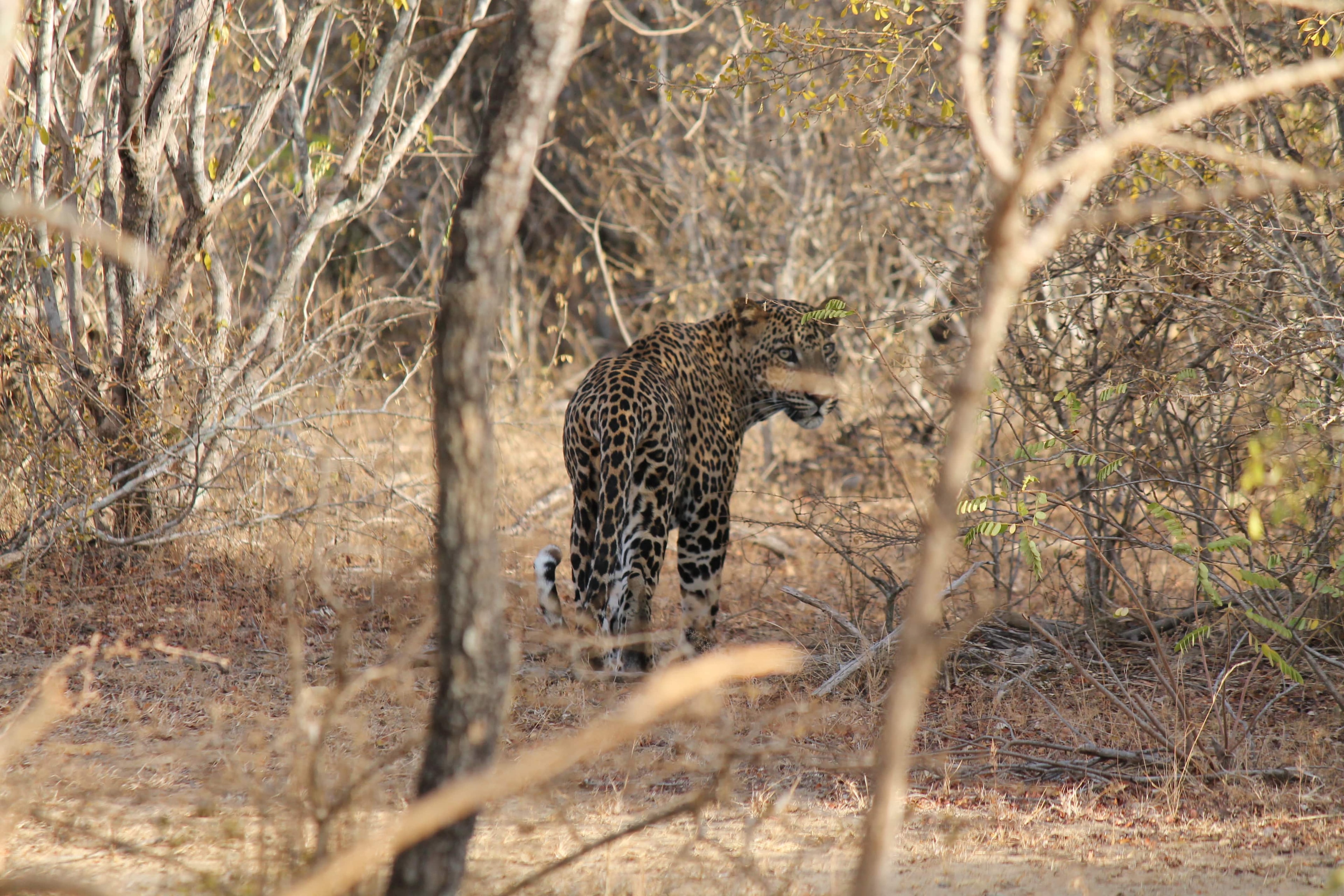 Leopard in the wild.