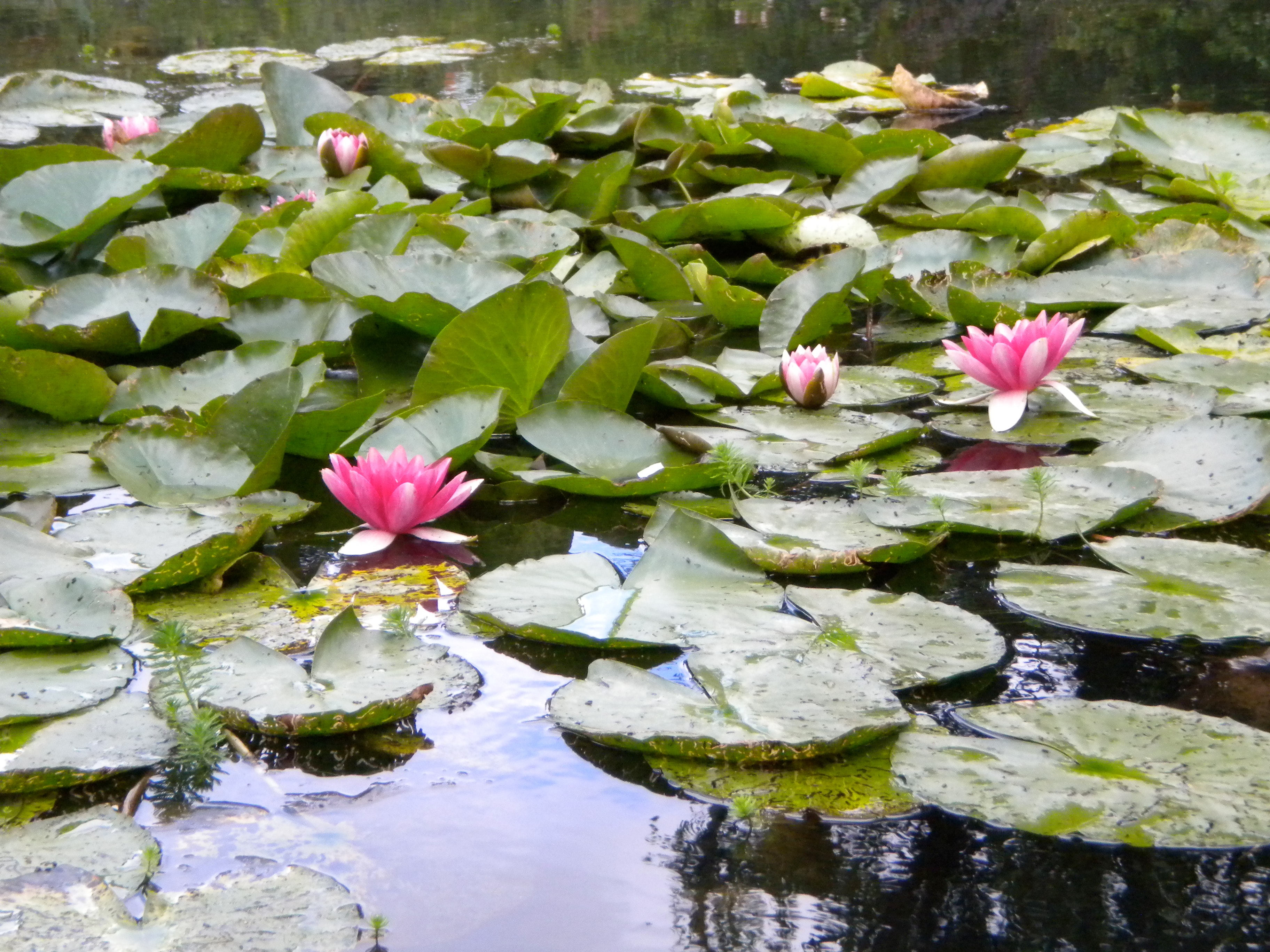 Lily pads floating on a still pond with pink flowers blooming on top.