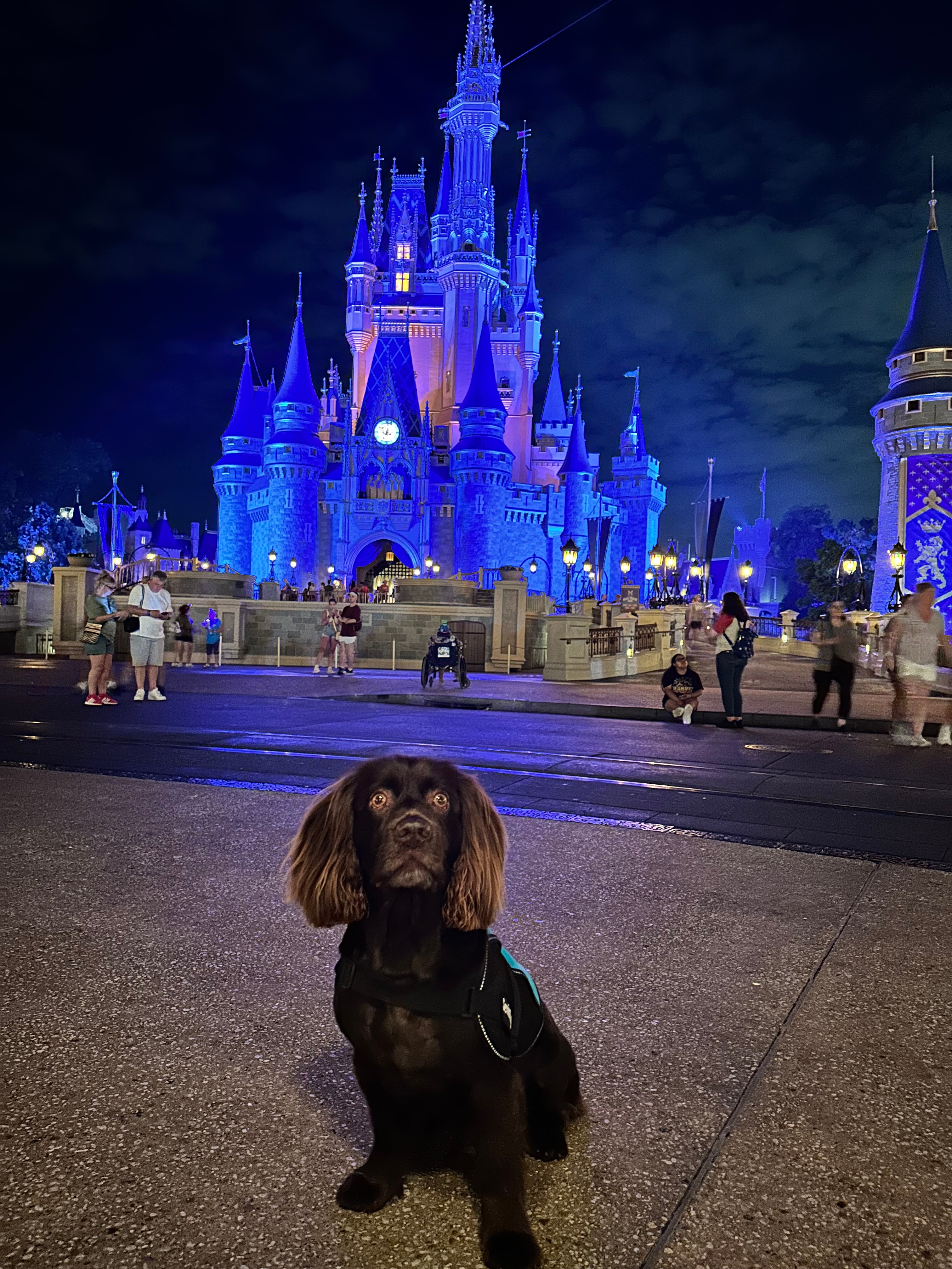 Dog at Disneyland.