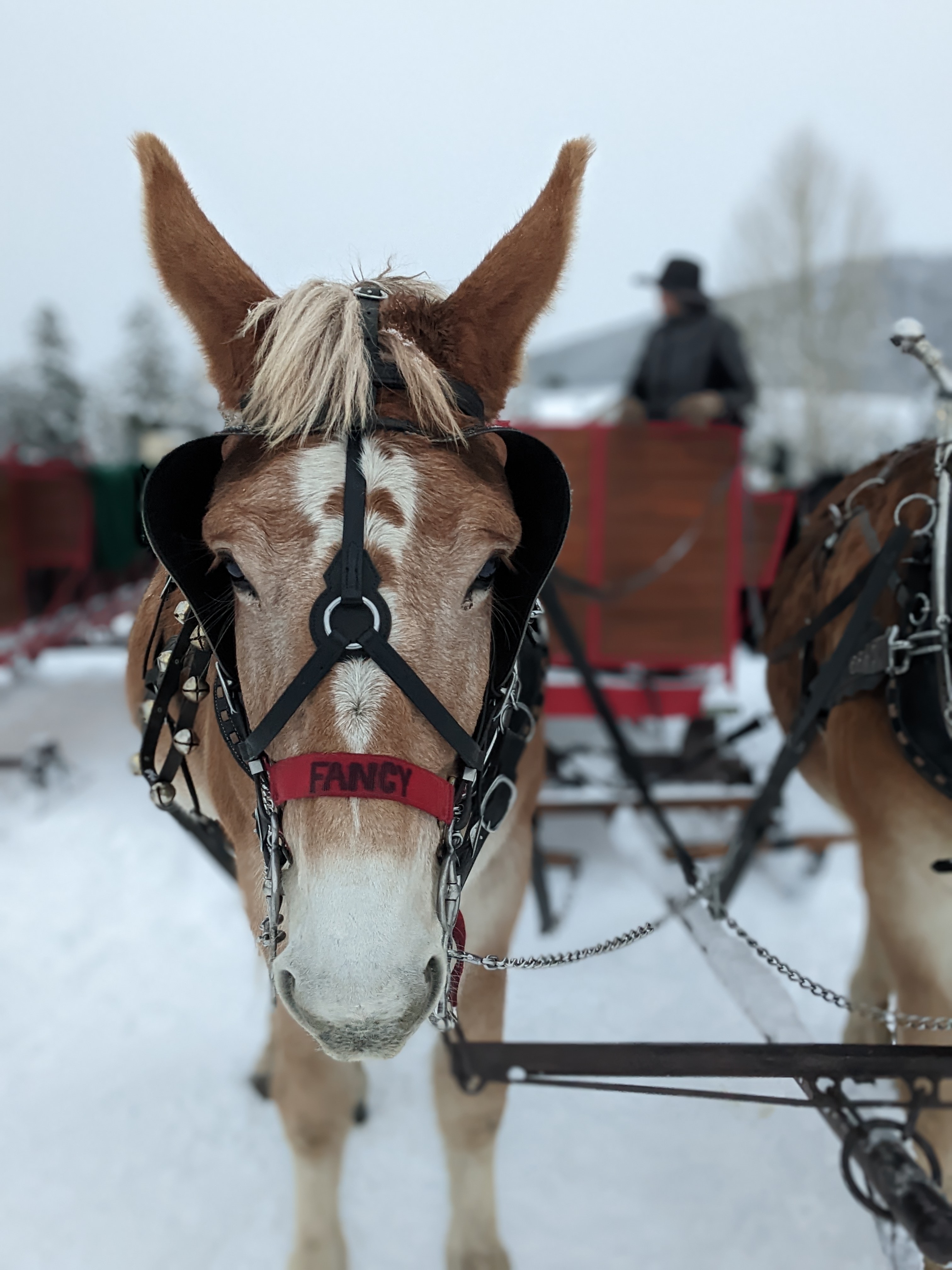 A horse and carriage outside in the winter. 