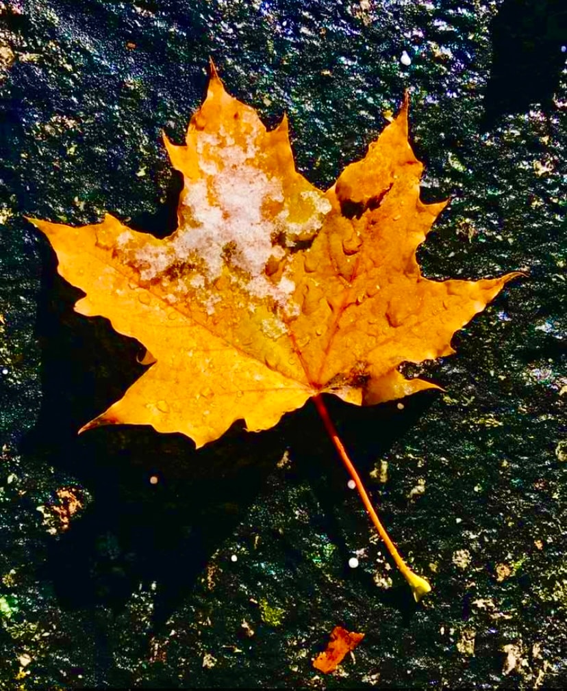 Close up view of an orange leaf on the ground