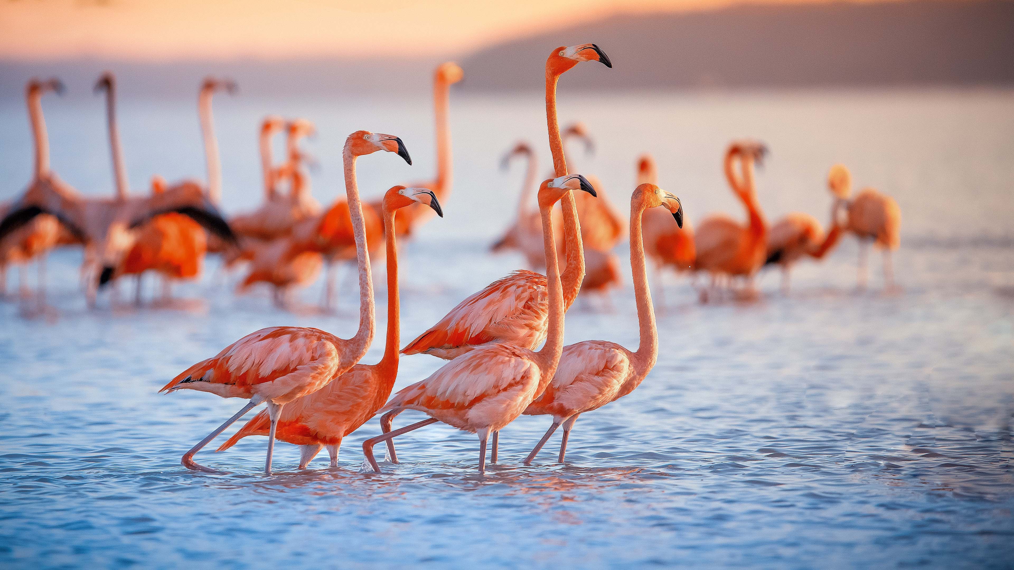 Flamingos in the water.