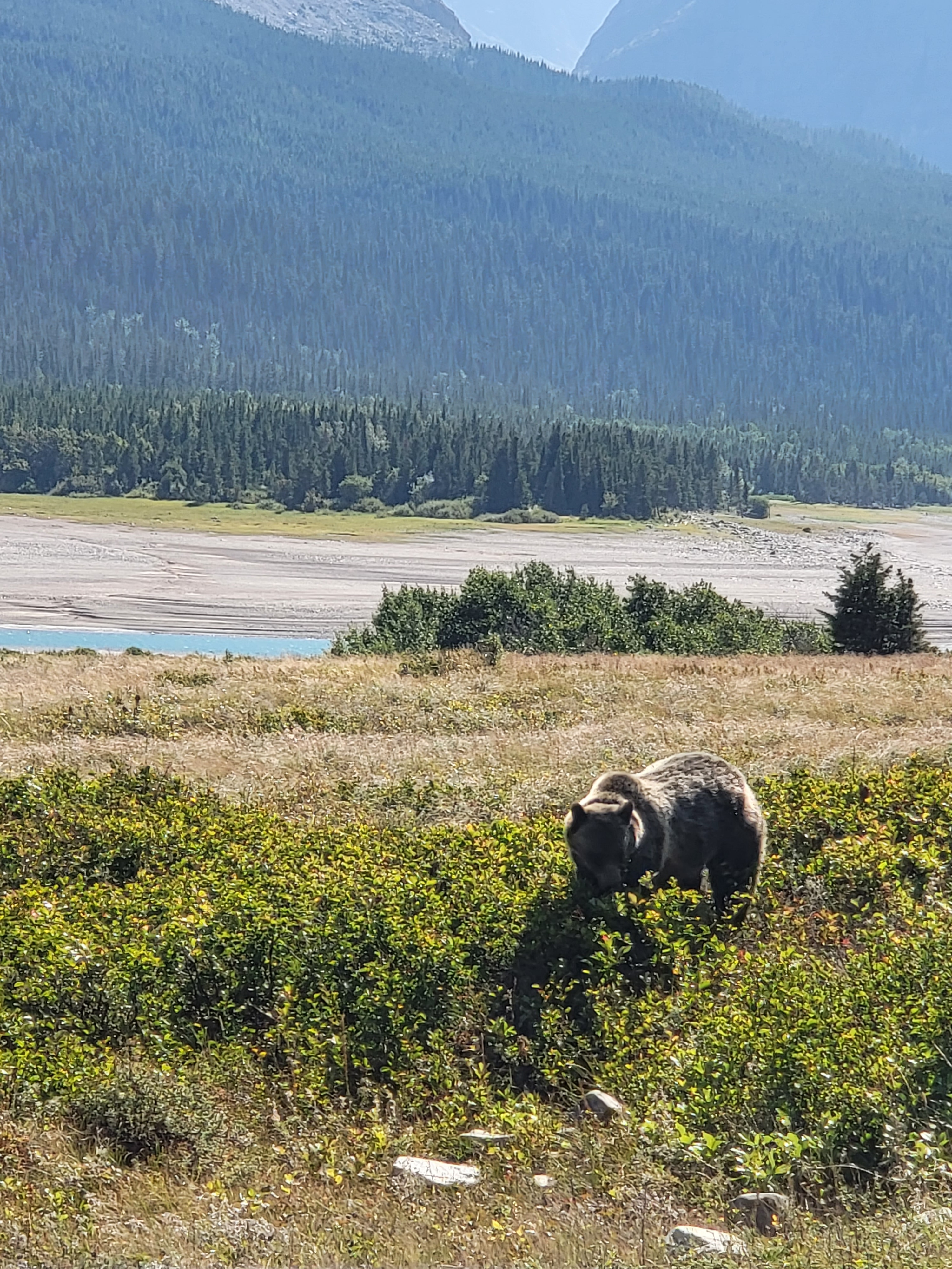 Wild Bison.